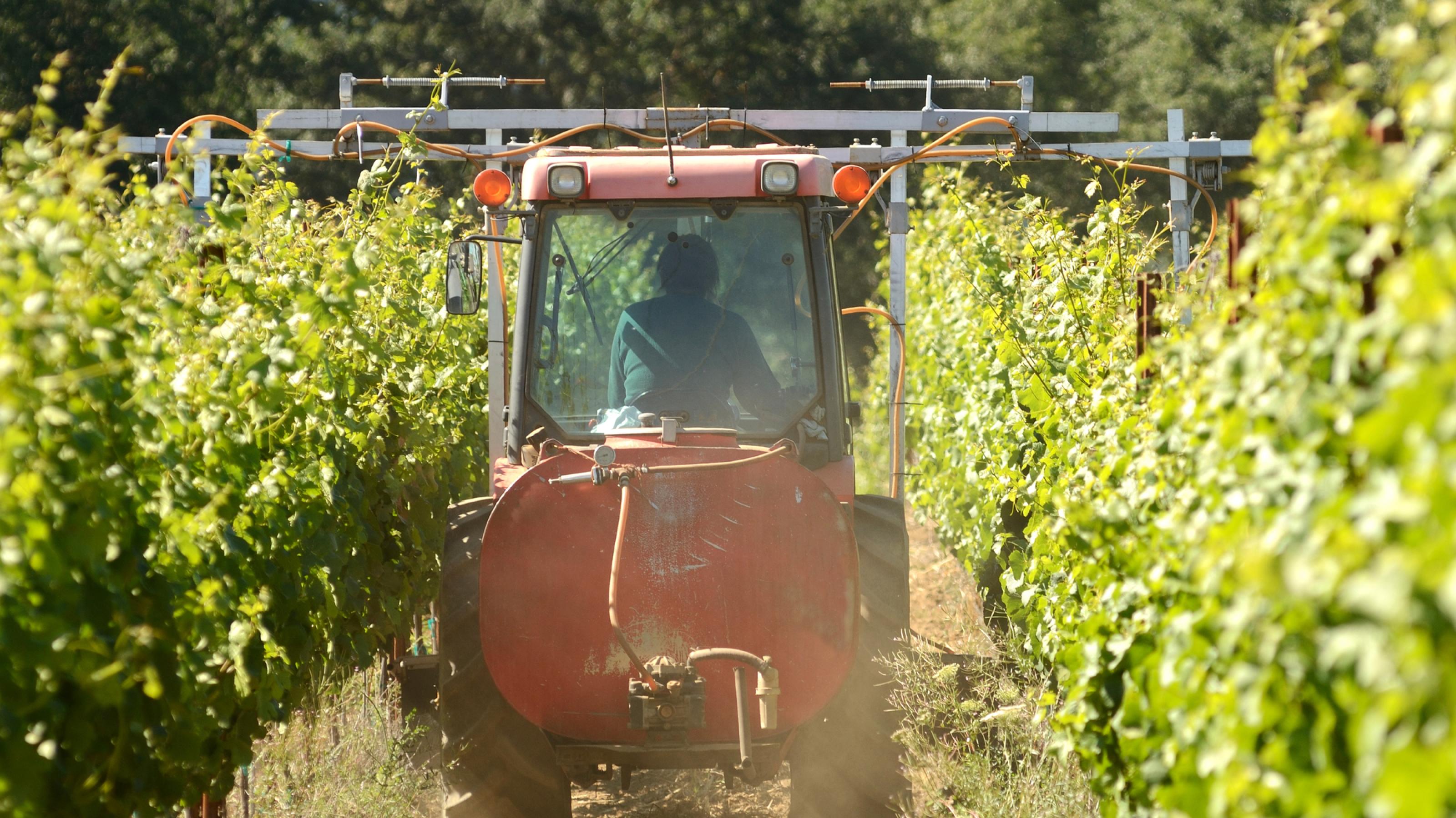 Kleiner roter Traktor fährt zwischen Weinreben und versprüht Herbizide auf eine Weintraubenernte im Frühsommer.