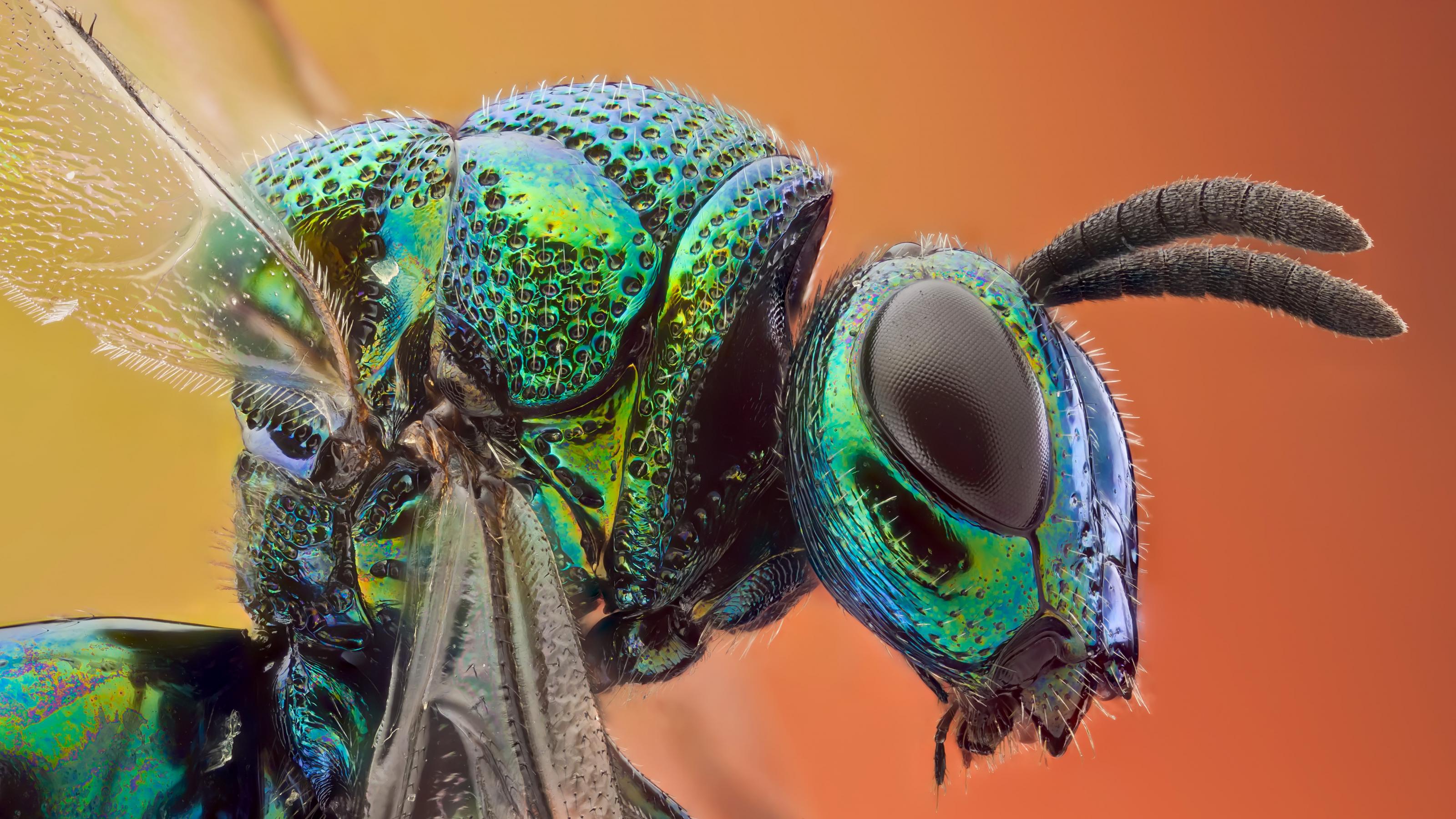 Eine Nahaufnahme zeigt ein grün schimmerndes Insekt.