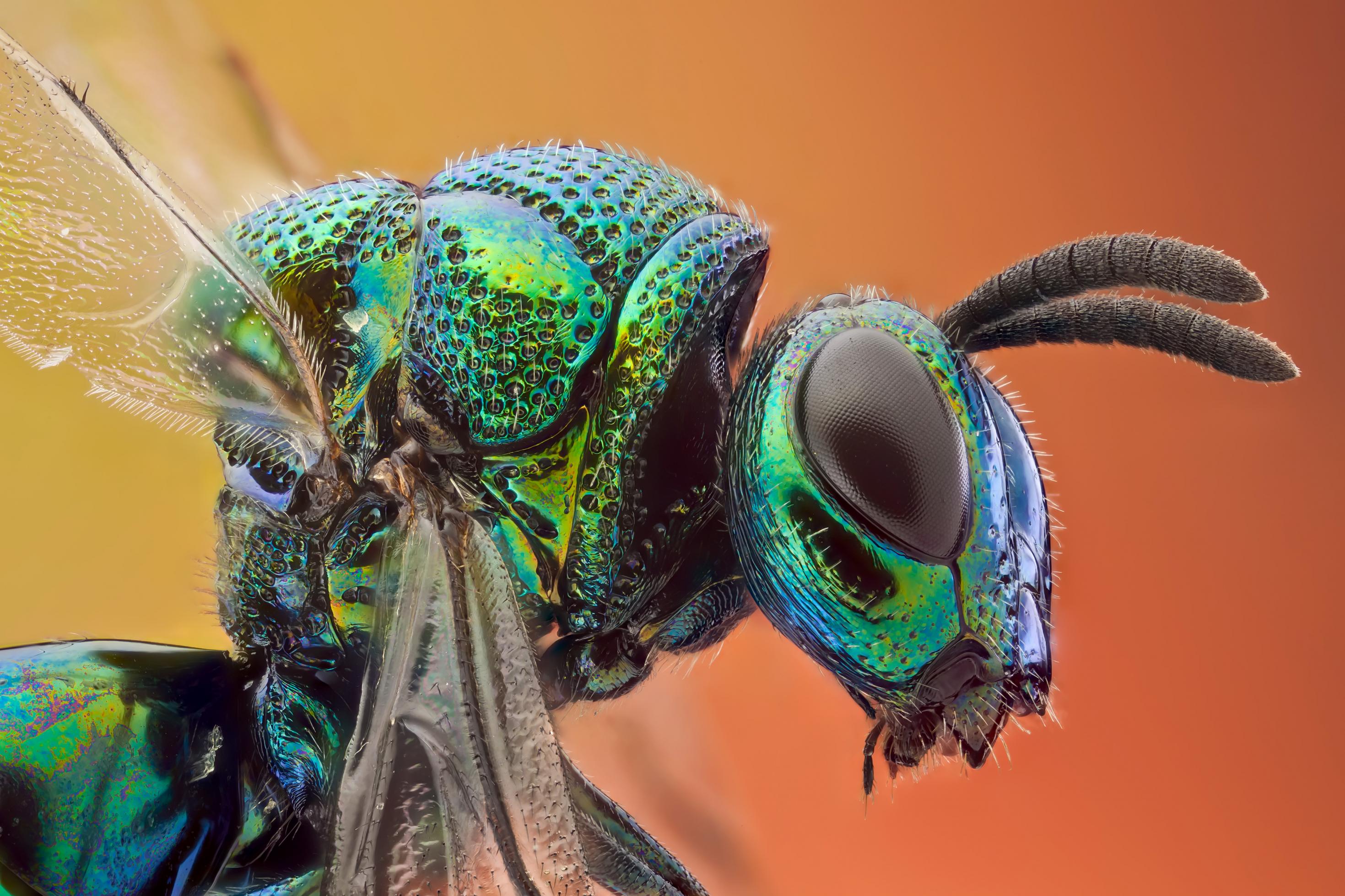 Eine Nahaufnahme zeigt ein grün schimmerndes Insekt.