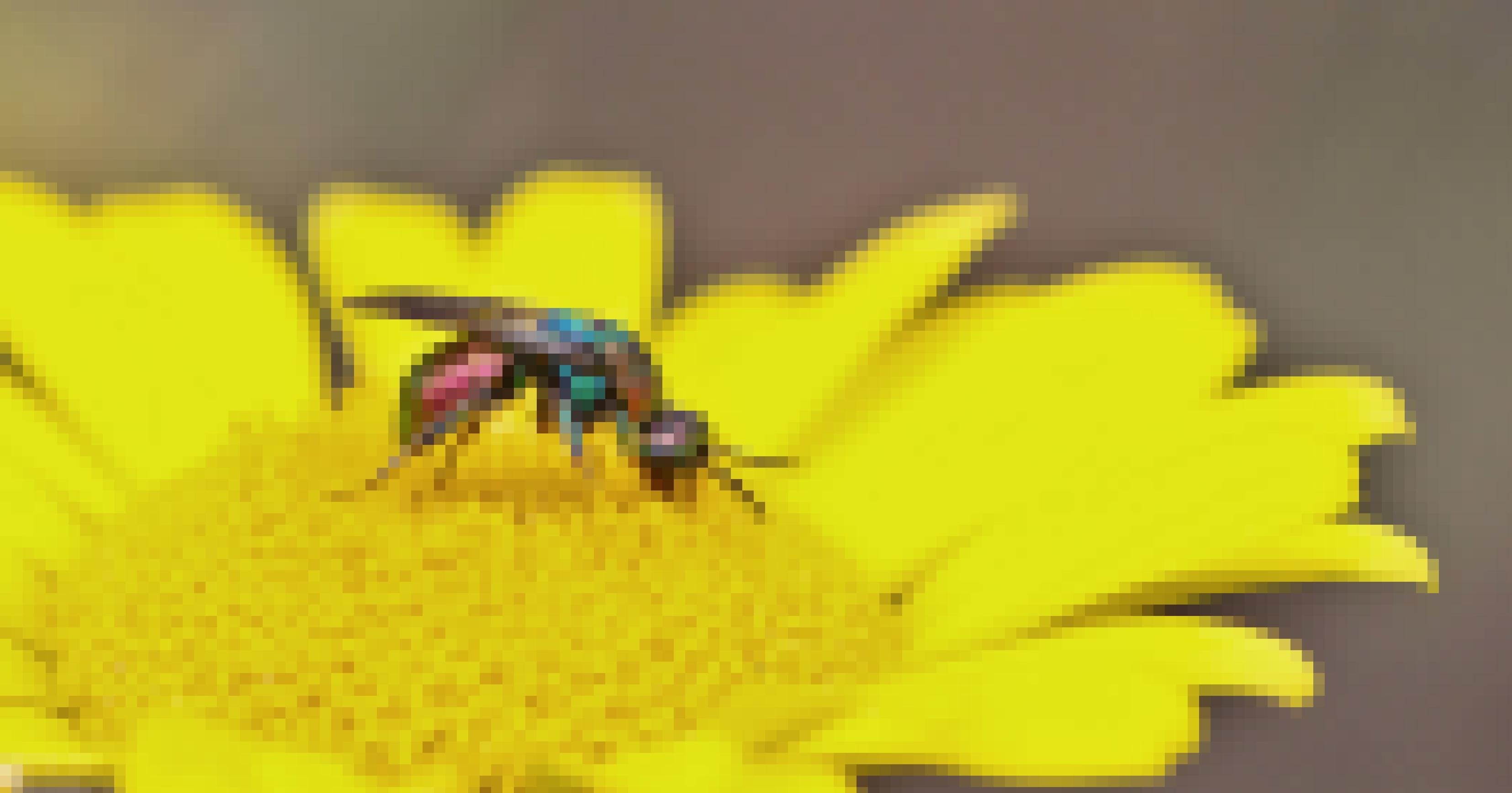 Auf einer gelben Blüte der Färberkamille sitzt eine bunte, sehr kleine Wespe. An Beinen, Kopf und Fühler sammeln sich gelbe Pollenkörner.