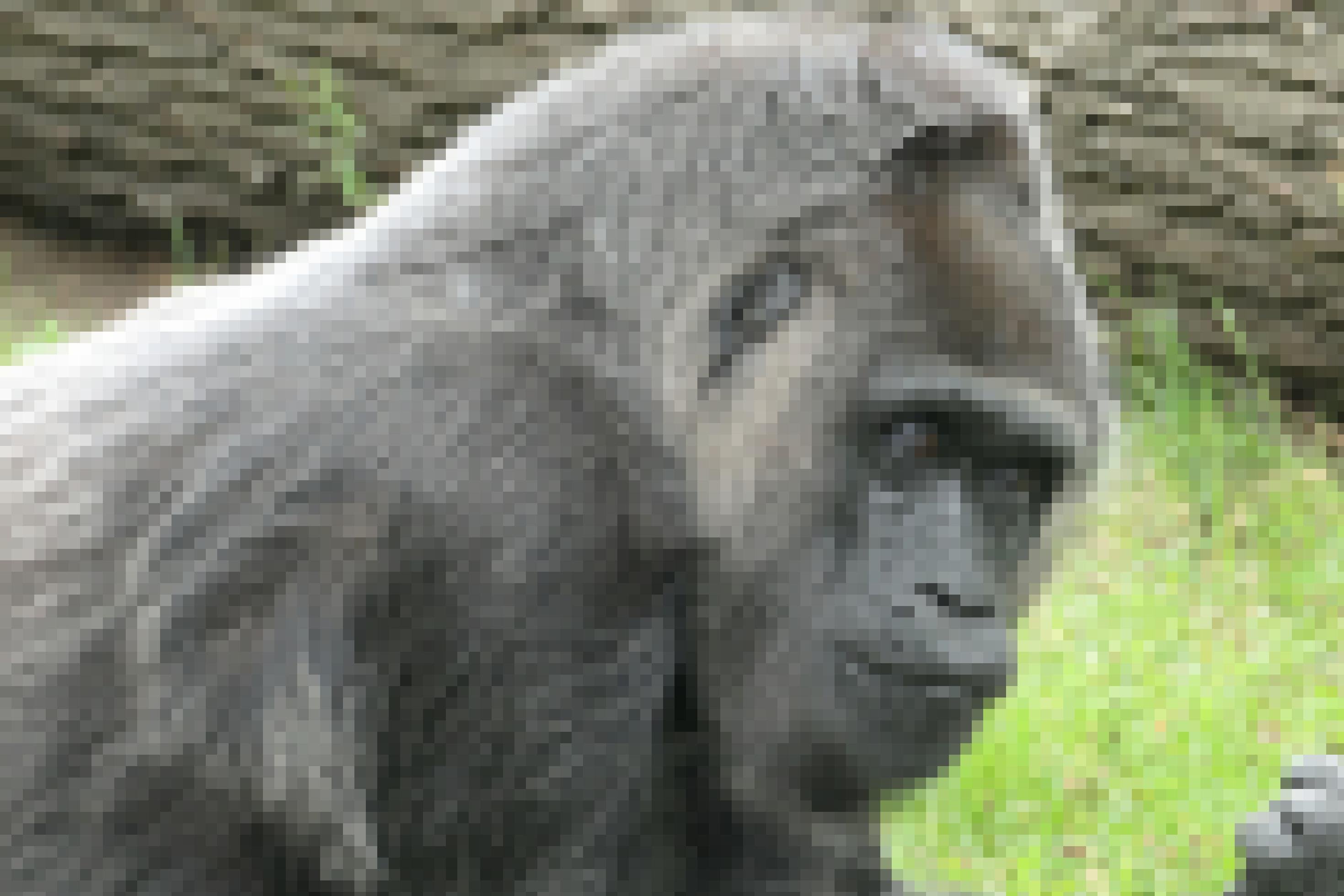 Das Bild zeigt den weiblichen Gorilla Fatou, der im Zoologischen Garten Berlin lebt und bereits über 60 Jahre alt ist. Die schon etwas ergraute Affendame gilt als ältester im Zoo lebender Gorilla. Ihr Blick wirkt sehr menschlich, etwas in sich gekehrt und nachdenklich.