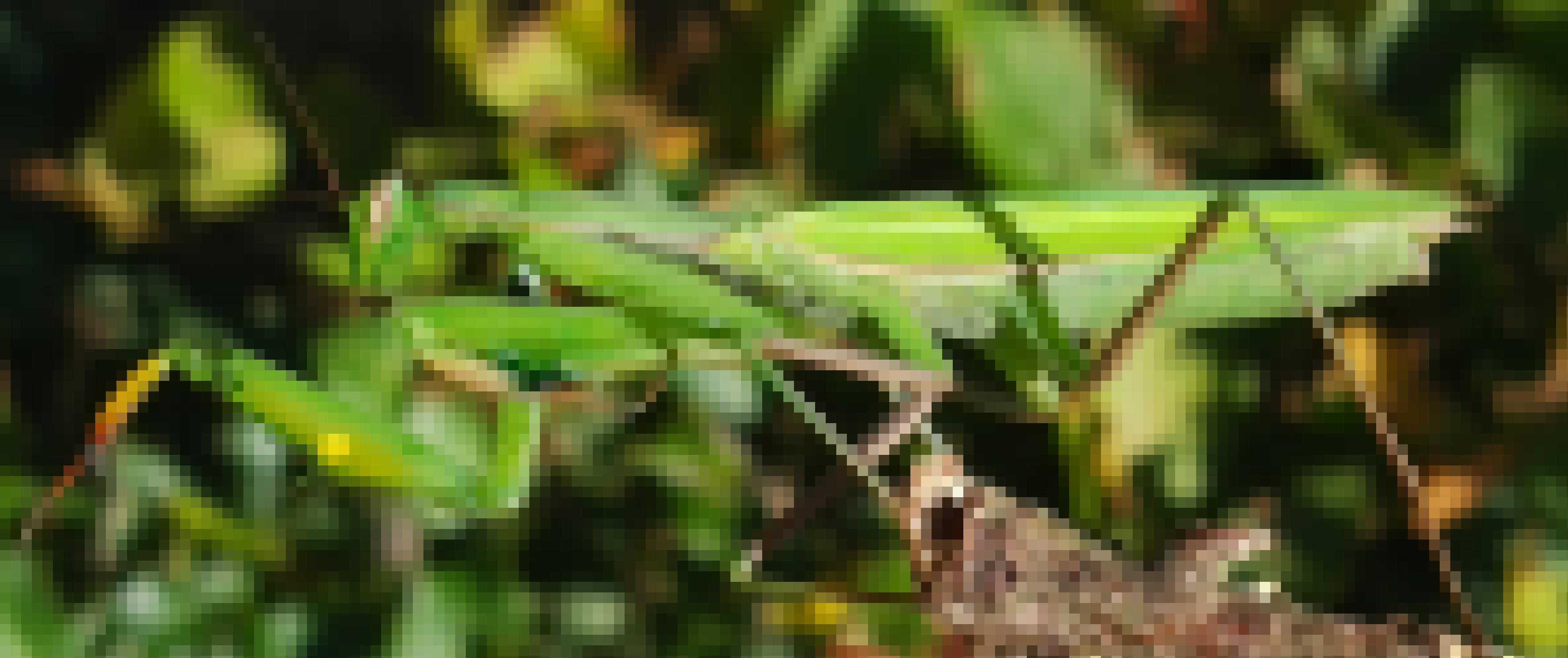 Ein grünes Insekt sitzt auf einem Zweig. Sein rechter Fangarm ist geöffnet, der linke zugeklappt. Darin hält es ein kleines Beutetier.