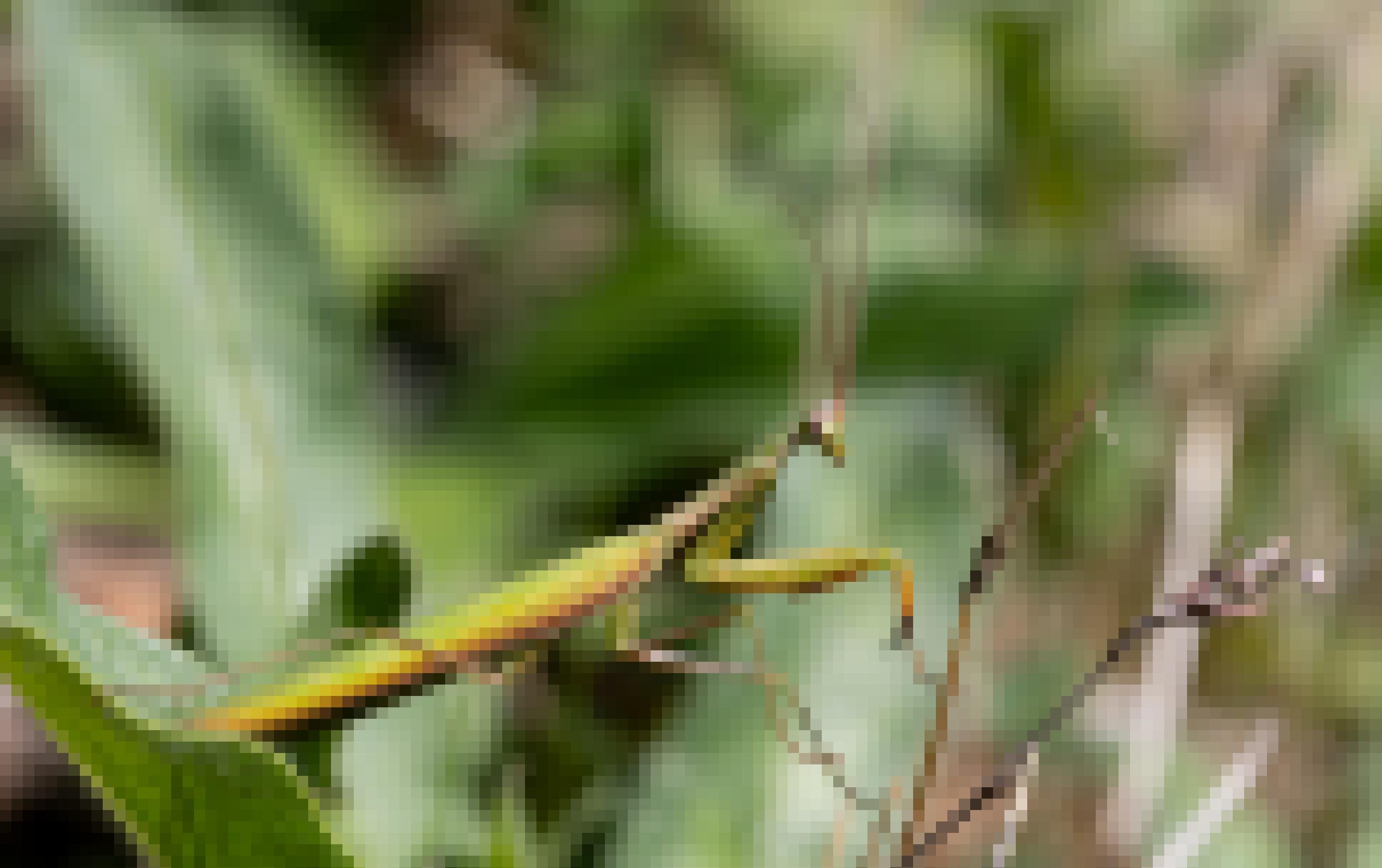 Ein grünes Insekt mit braunroten Details sitzt auf einem Blatt.
