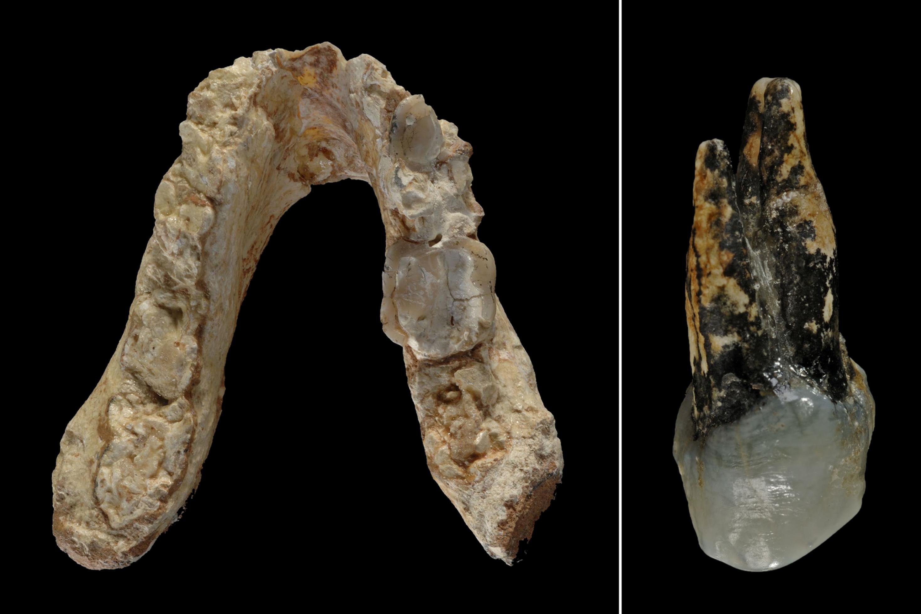 Auf dem Foto ist links der fossile Unterkiefer und rechts ein Vorbackenzahn von Graecopithecus freybergi zu sehen. Die Tübinger Forscherin Madelaine Böhme glaubt, dass es sich um die Relikte eines Vormenschen handelt, der vor mehr als sieben Millionen Jahren in Europa lebte und bereits aufrecht gehen konnte. Die Funde wurden in Griechenland und Bulgarien gemacht.