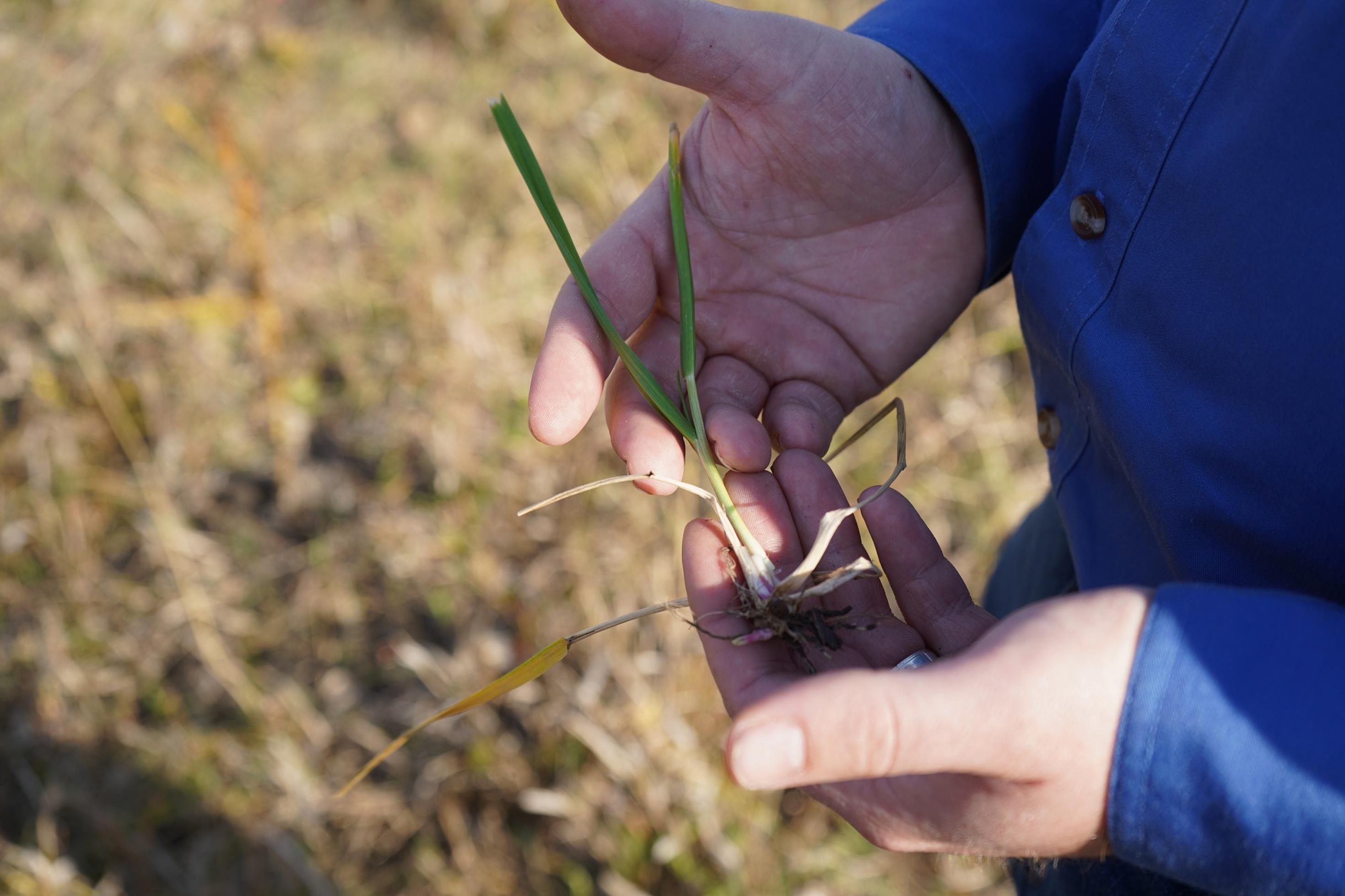 Jemand hält ein Büschel Gras in der Hand.