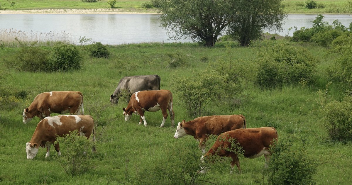 Rinder, Pferde, Schafe: Gras fressen für die Biodiversität