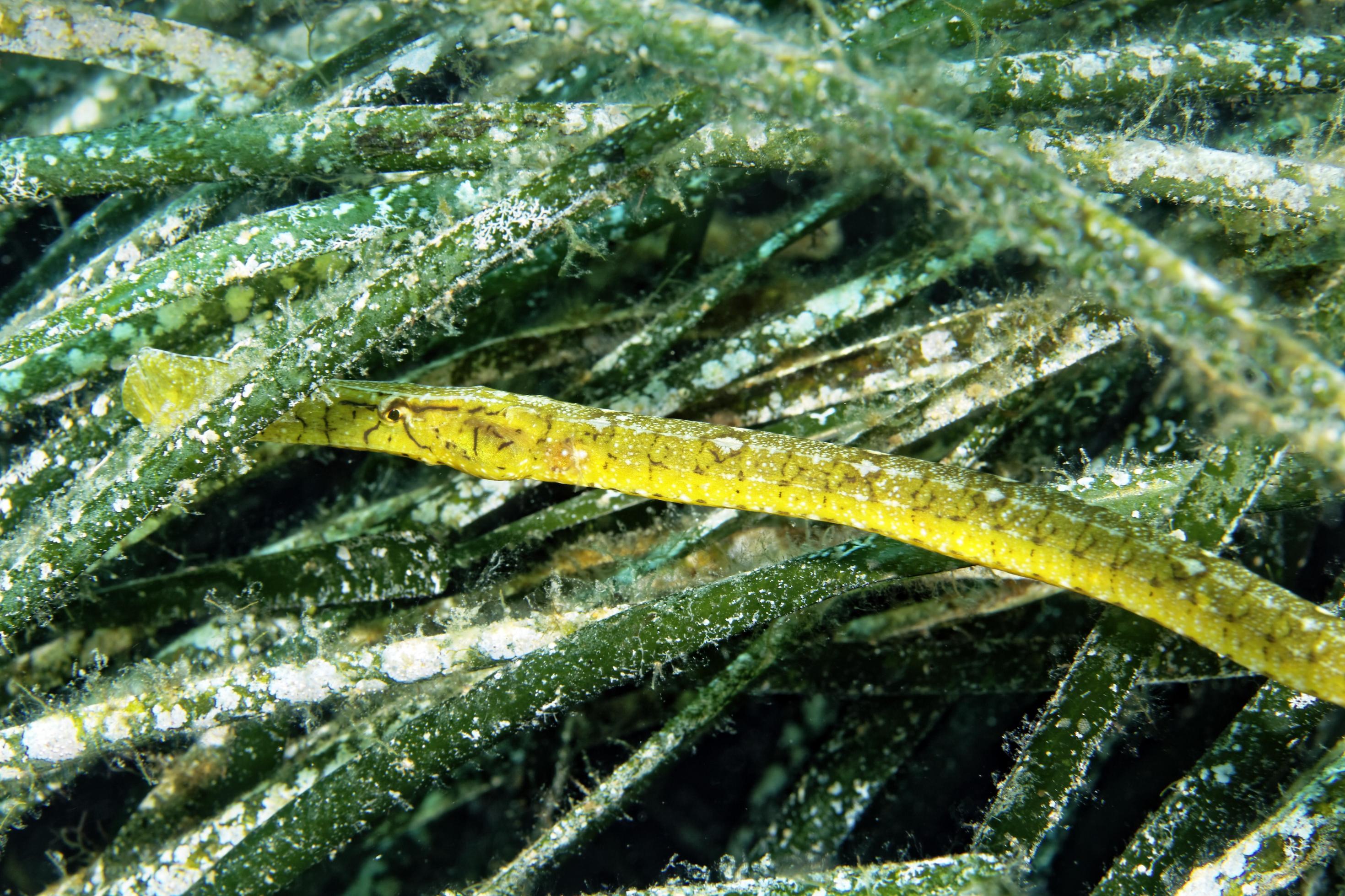 Unterwasserfoto einer Grasnadel zwischen Seegrashalmen. Diese lange und dünne grünliche Fischart ist perfekt an diese Umgebung angepasst.