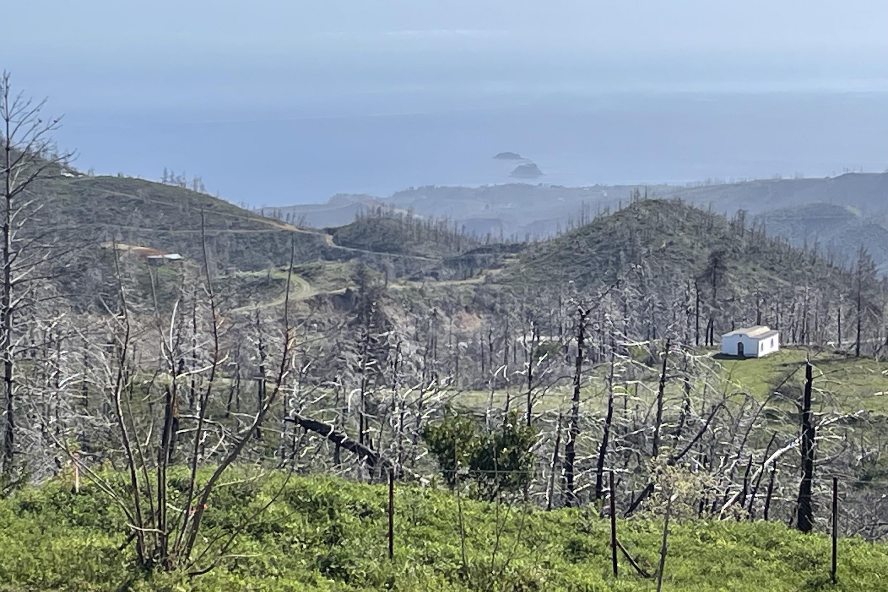 Abgestorbene Bäume über nachwachsendem Grün in einer hügeligen Landschaft. Das Bild ist im Norden der Insel Euböa entstanden, wo große Waldgebiete vom Feuer zerstört wurden.