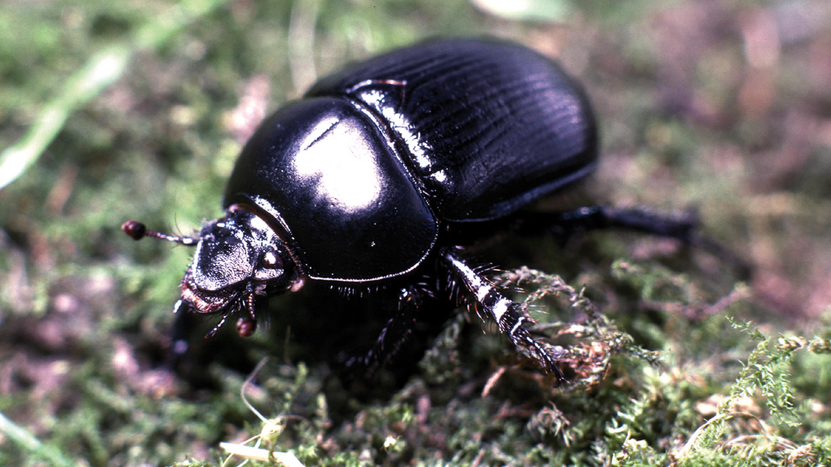 Ein glänzender blauschwarzer Käfer auf Waldboden