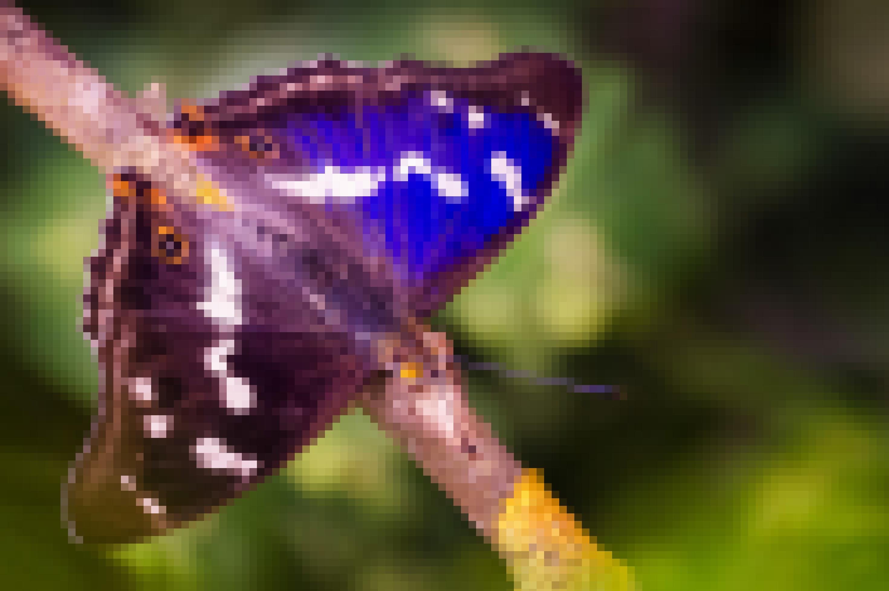 Ein Falter sitzt auf einem Ast. Sein linker Flügel leuchtet blau, sein rechter sieht schwarz aus. Weiße Muster und zwei Augenpunkte zieren die Flügel.
