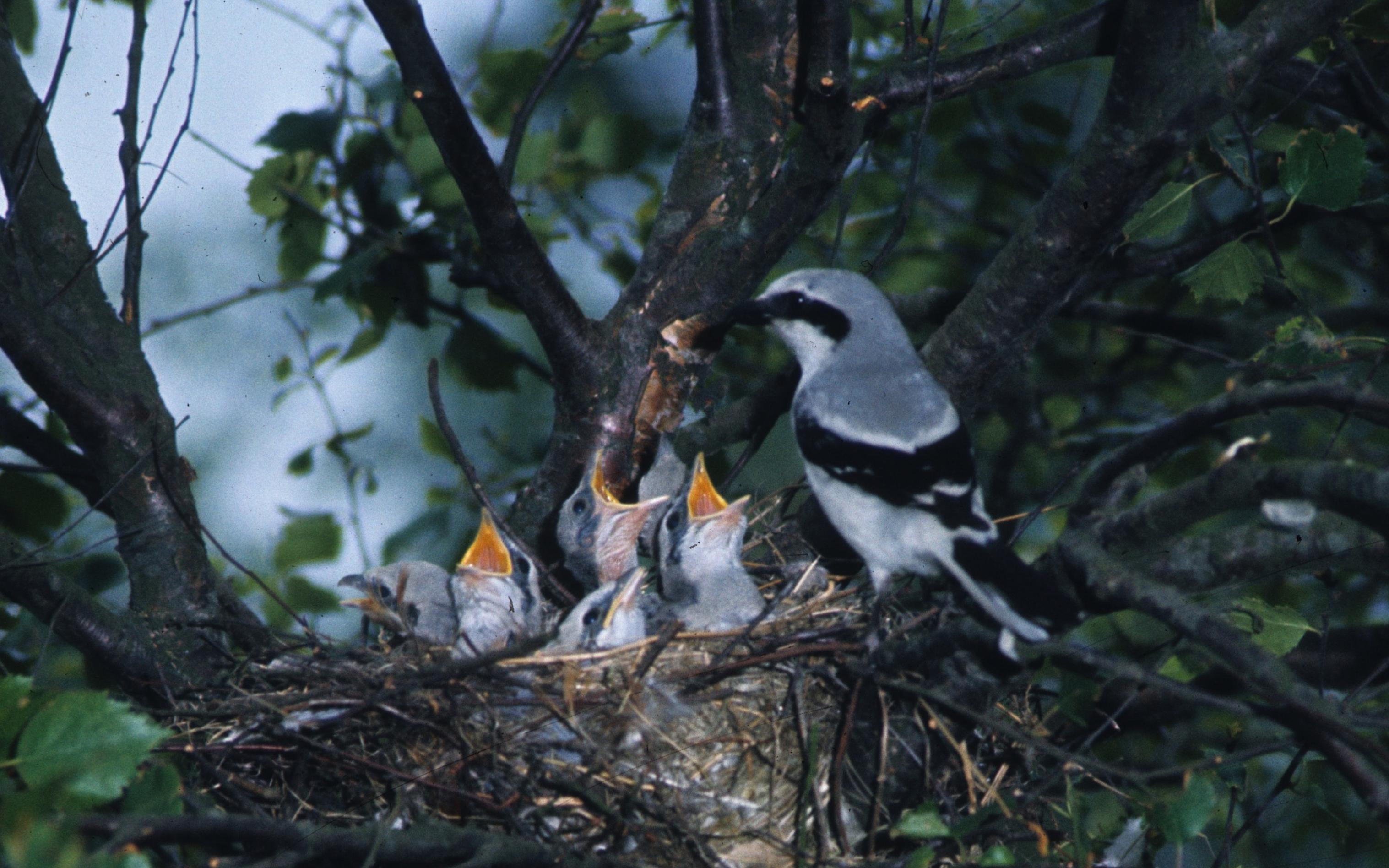 Brutpaar des Großen Würgers am Nest, die Jungen betteln um Nahrung.