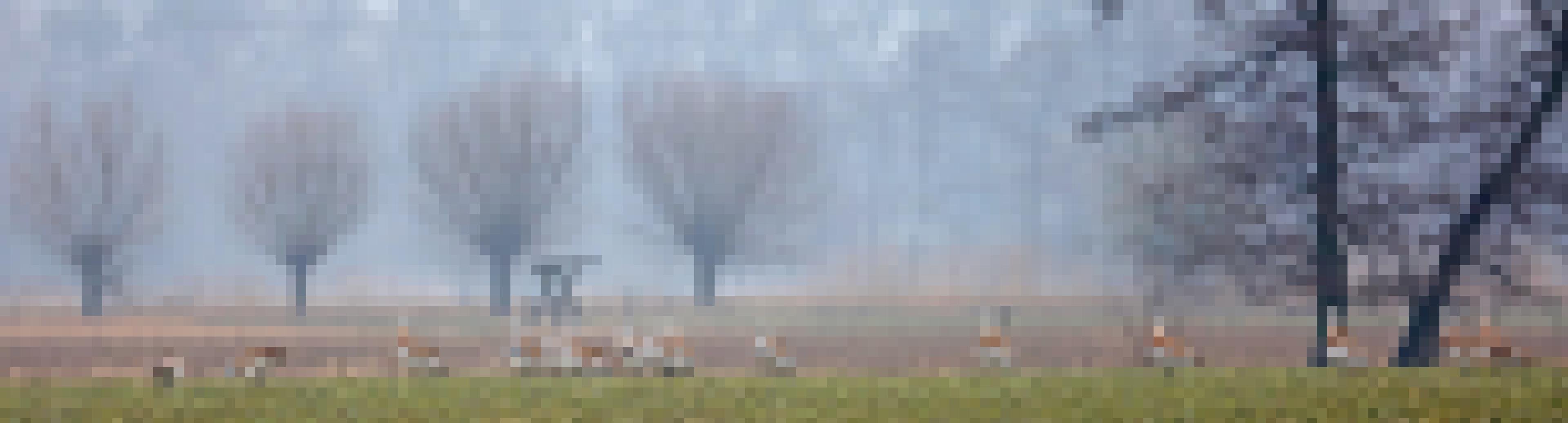 Eine Gruppe von Großtrappen steht auf einem nebelumwehten Feld.