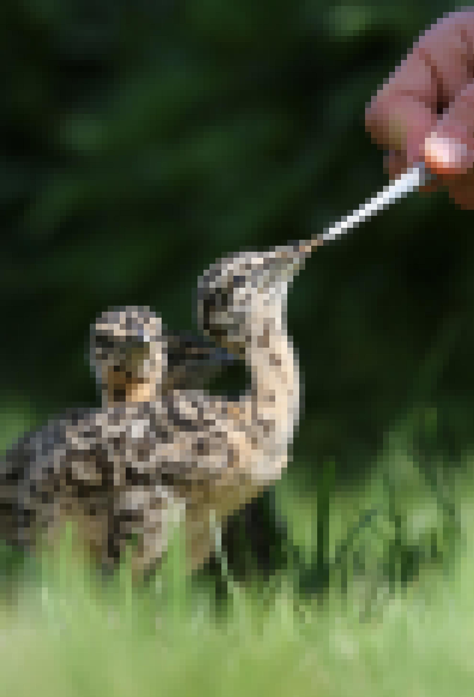 eine Hand füttert Babyvögel [AI]