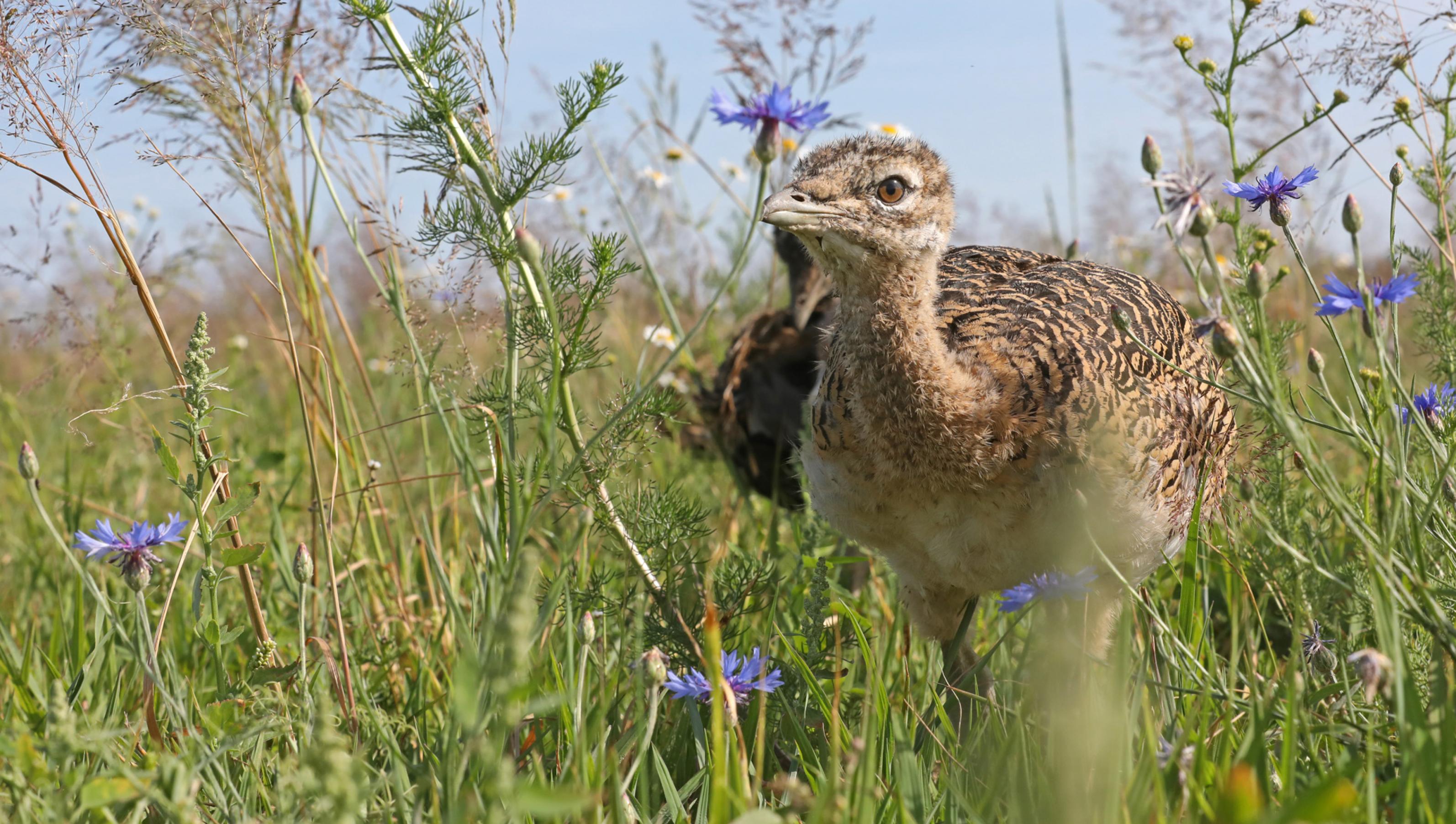 Wenige Wochen alte Großtrappenküken in dichtem Blumenmeer