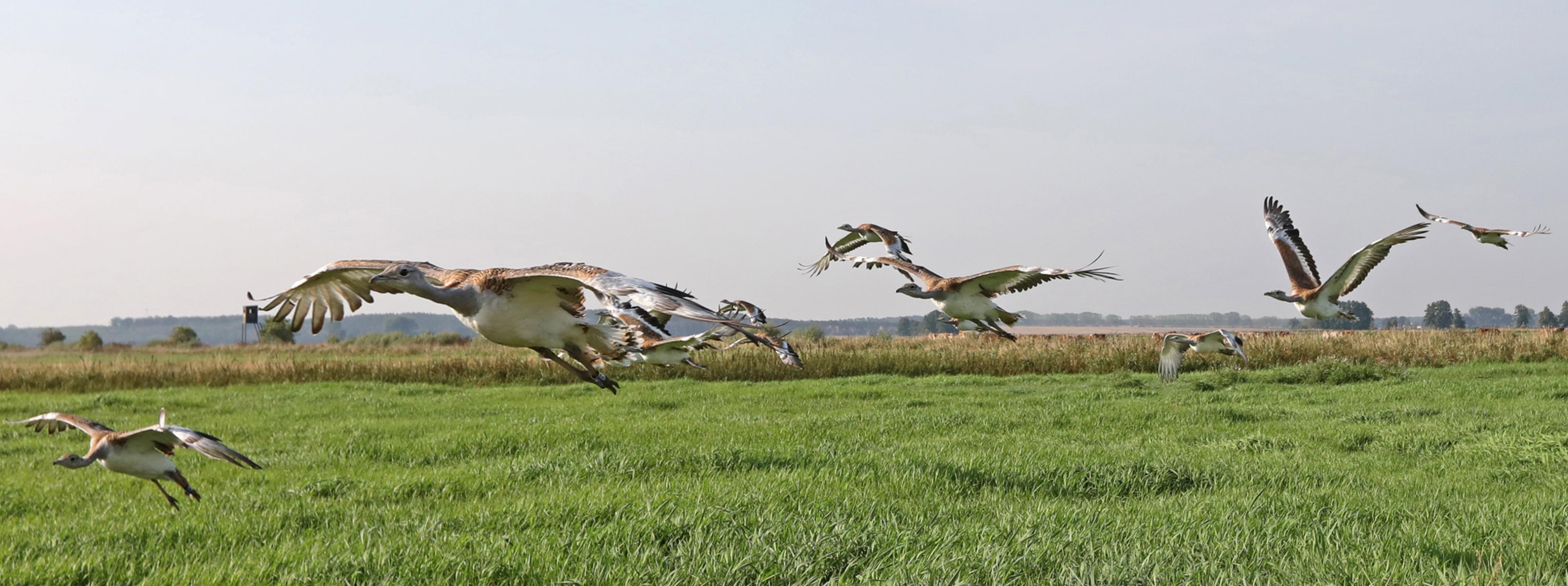 Eine Gruppe junger, gerade flugfähiger Großtrappen in einem Naturschutzgebiet fliegt auf den Fotografen zu