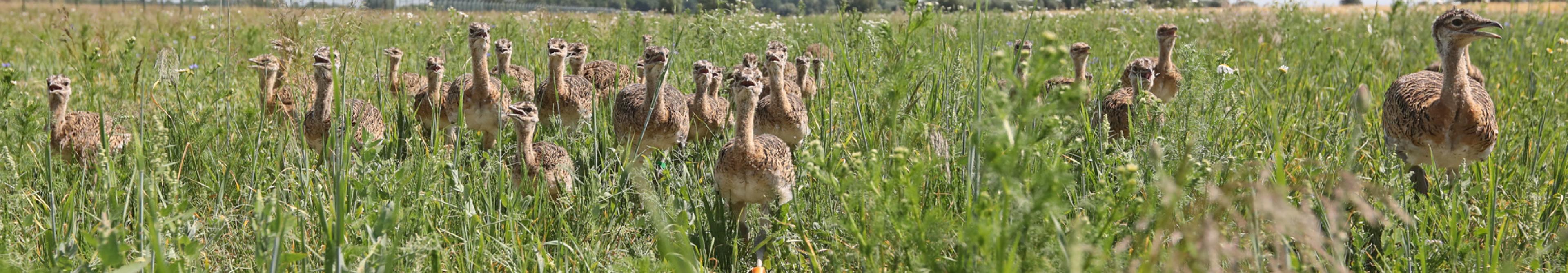 Junge Grosstrappen laufen wie Gänseküken in Reih und Glied in einer Wiese