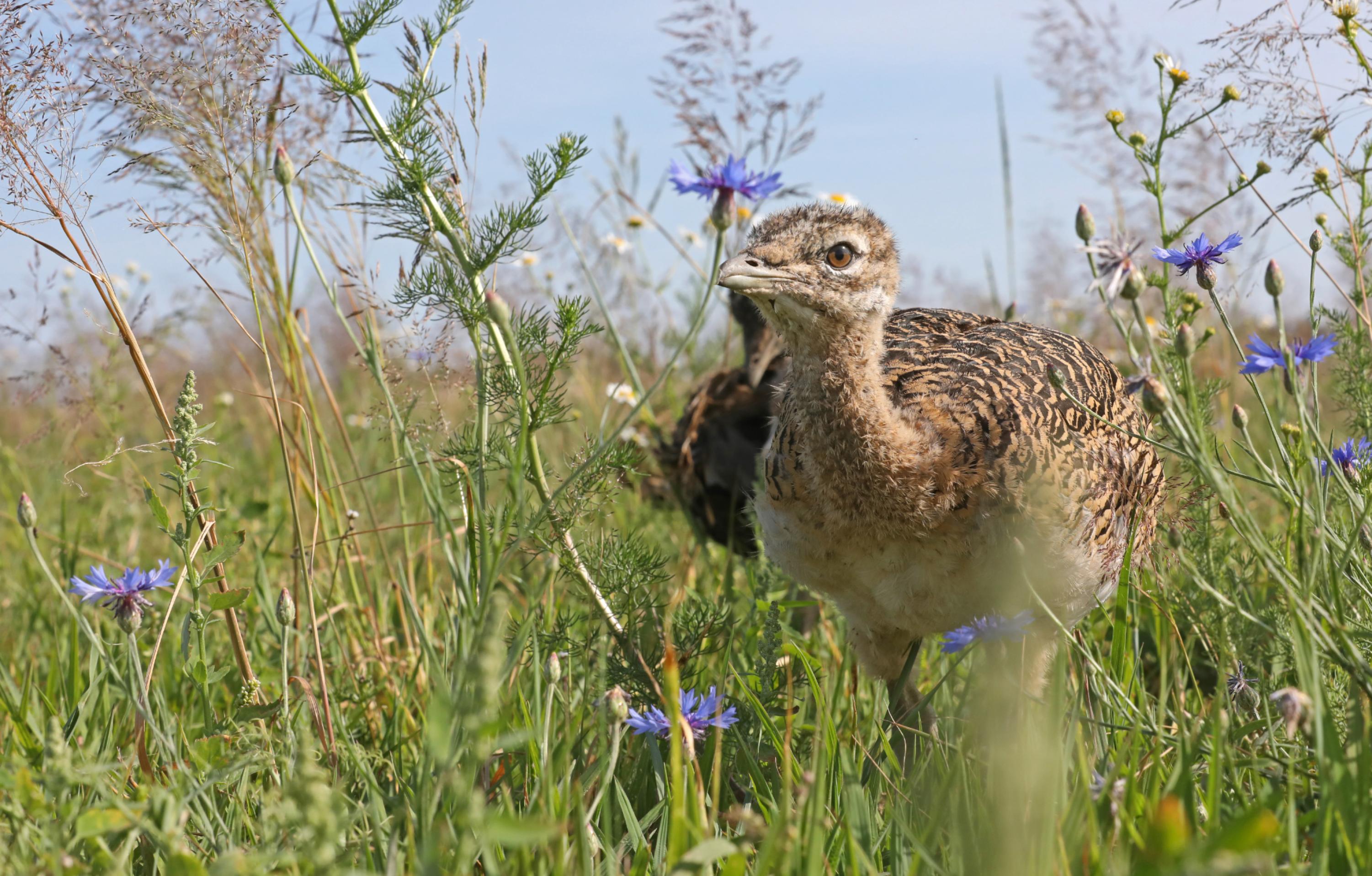 Eine Jungtrappe läuft geduckt in der Vegetation.