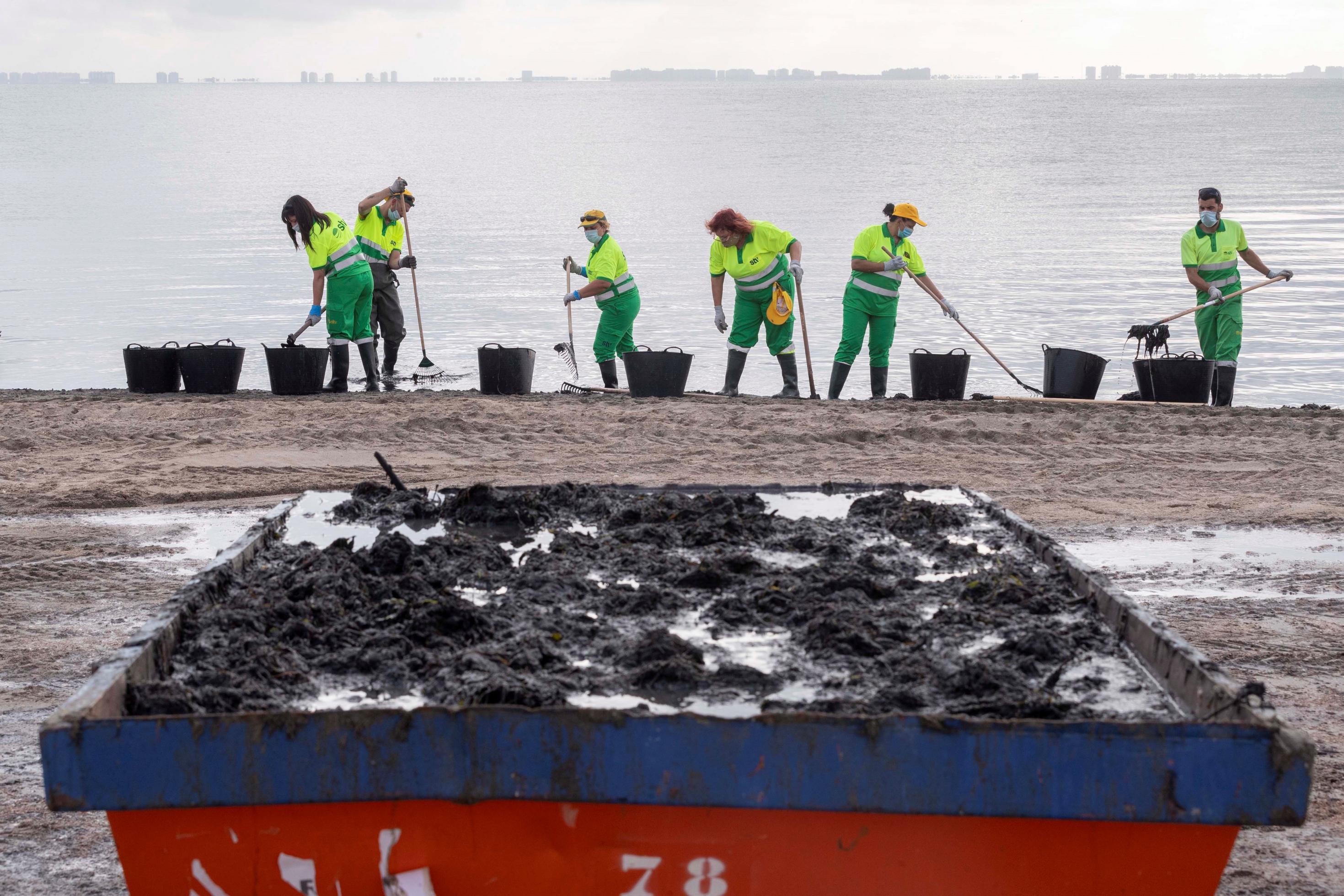 Im Vordergrund ein roter Container mit verrotteten Algen, im Hintergrund schaufeln Gemeindearbeiter tonnenweise Algen aus dem Mar Menor