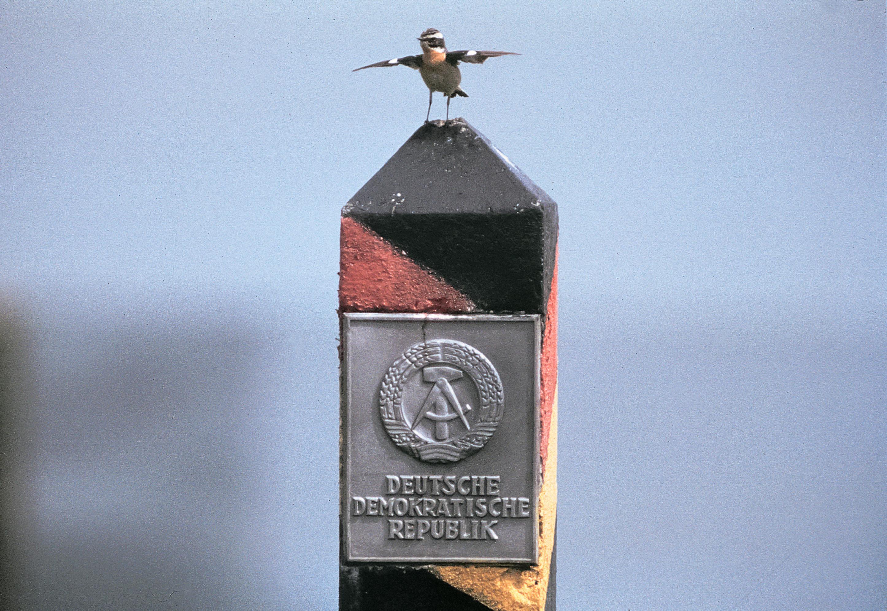 Ein Braunkehlchen auf einem DDR-Grenzpfahl.