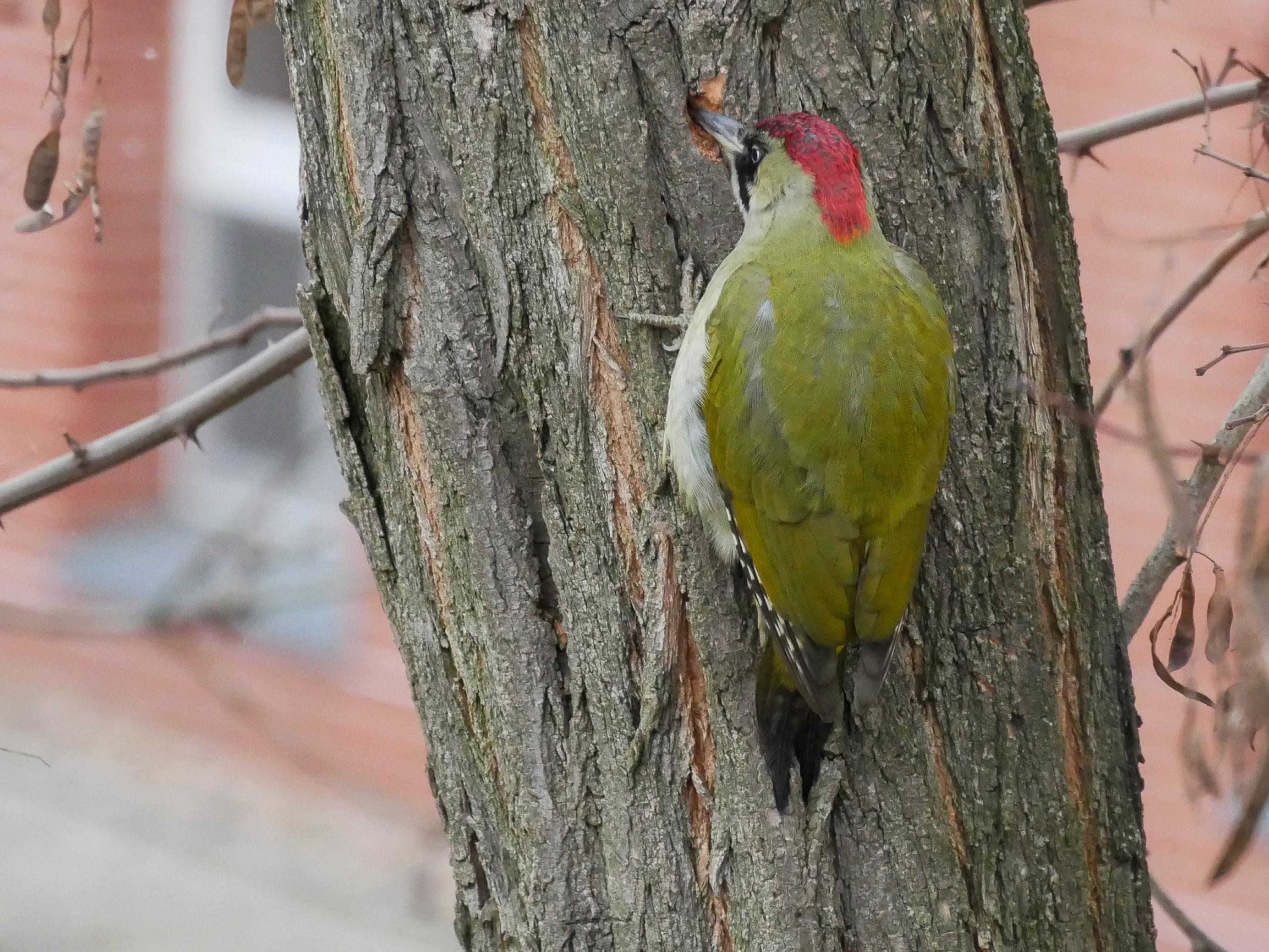 Ein Vogel mit grün-gelbem Rücken und einem breiten roten Streifen auf dem Köpf hat sich an den Stamm eines Baumes geklammert und hämmert ein Loch in die Rinde.