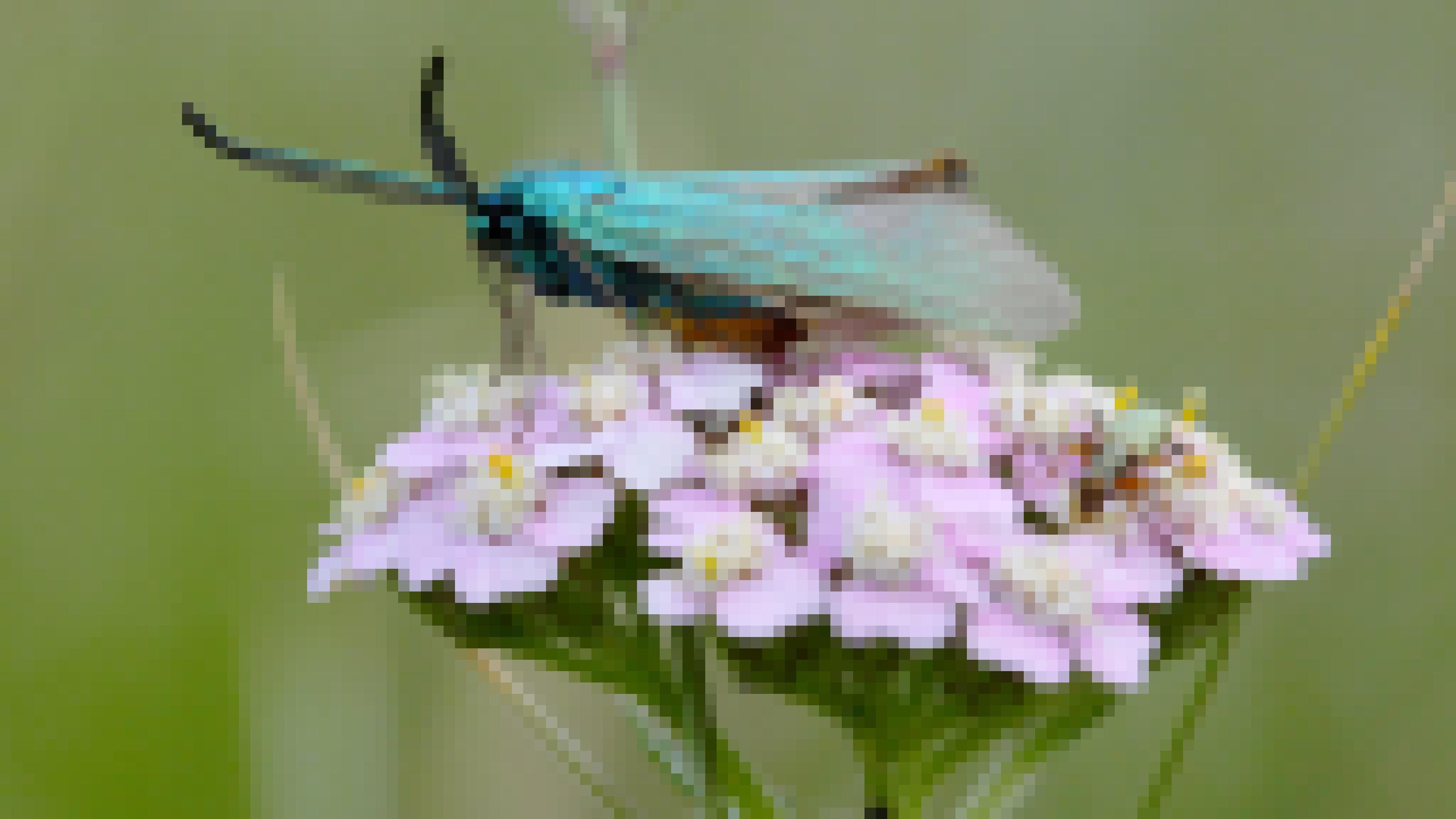 Ein grüner Falter mit schwarzen Augen und Fühlern sitzt auf einer blass-lilafarbenen Blüte.