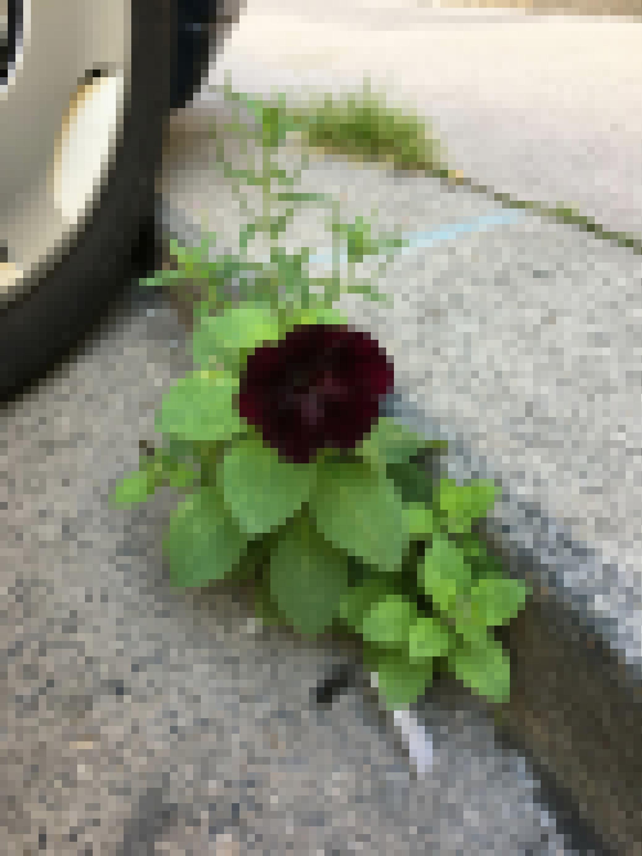 Asphaltstraße, aus der Ritze am Bürgersteig wächst eine Blume