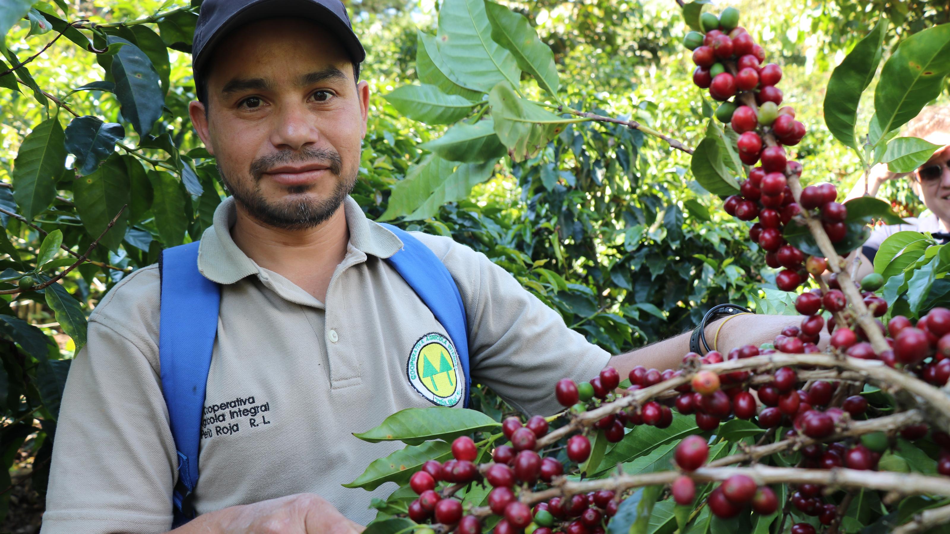 Ein junger Kleinbauer von Fedecocagua vor einem Kaffeestrauch auf seiner Kaffeeplantage in Guatemala.