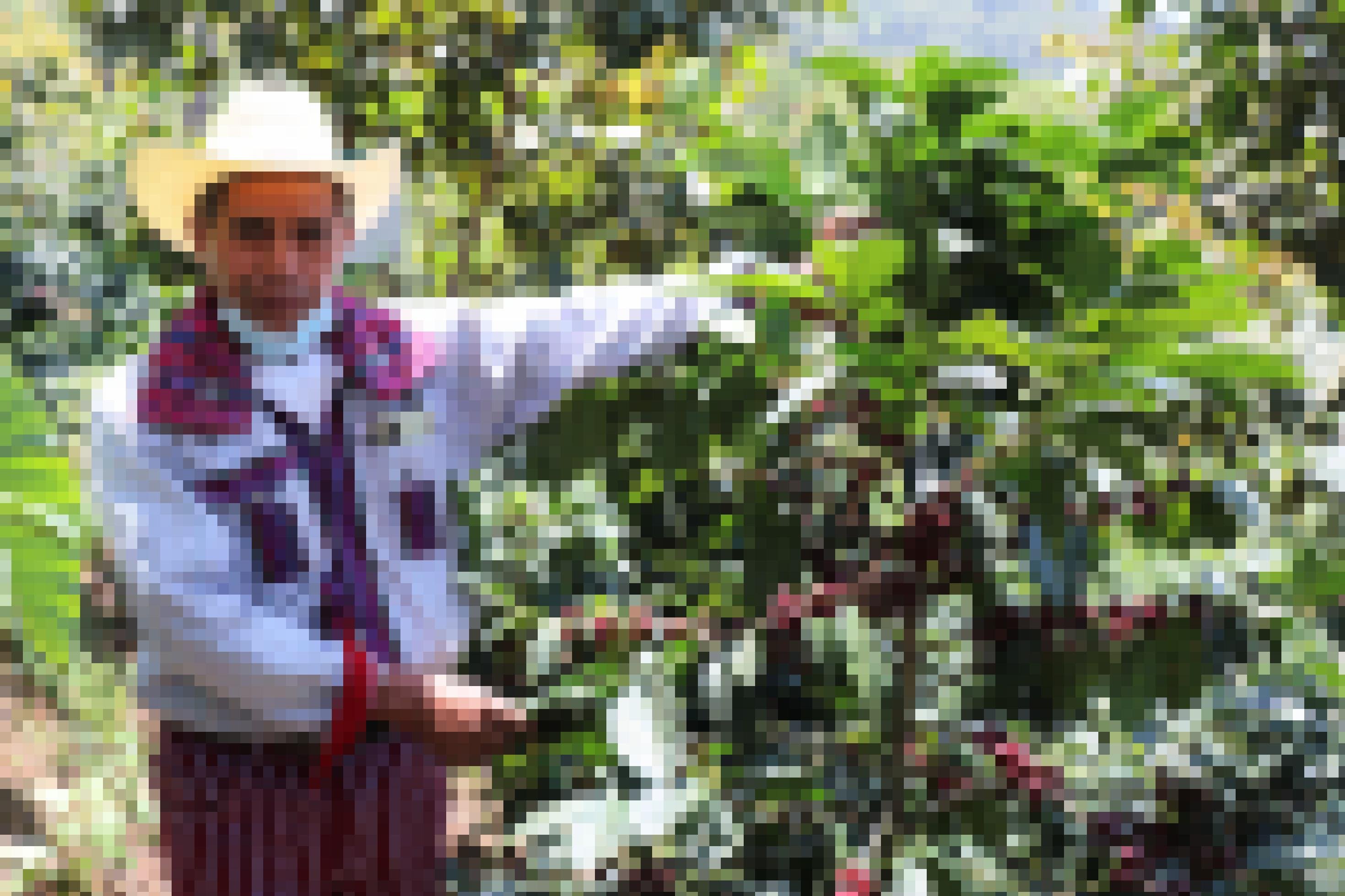 Ein in Tracht gekleideter Kleinbauer von Fedecocagua in Guatemala zeigt stolz seinen Kaffeestrauch.