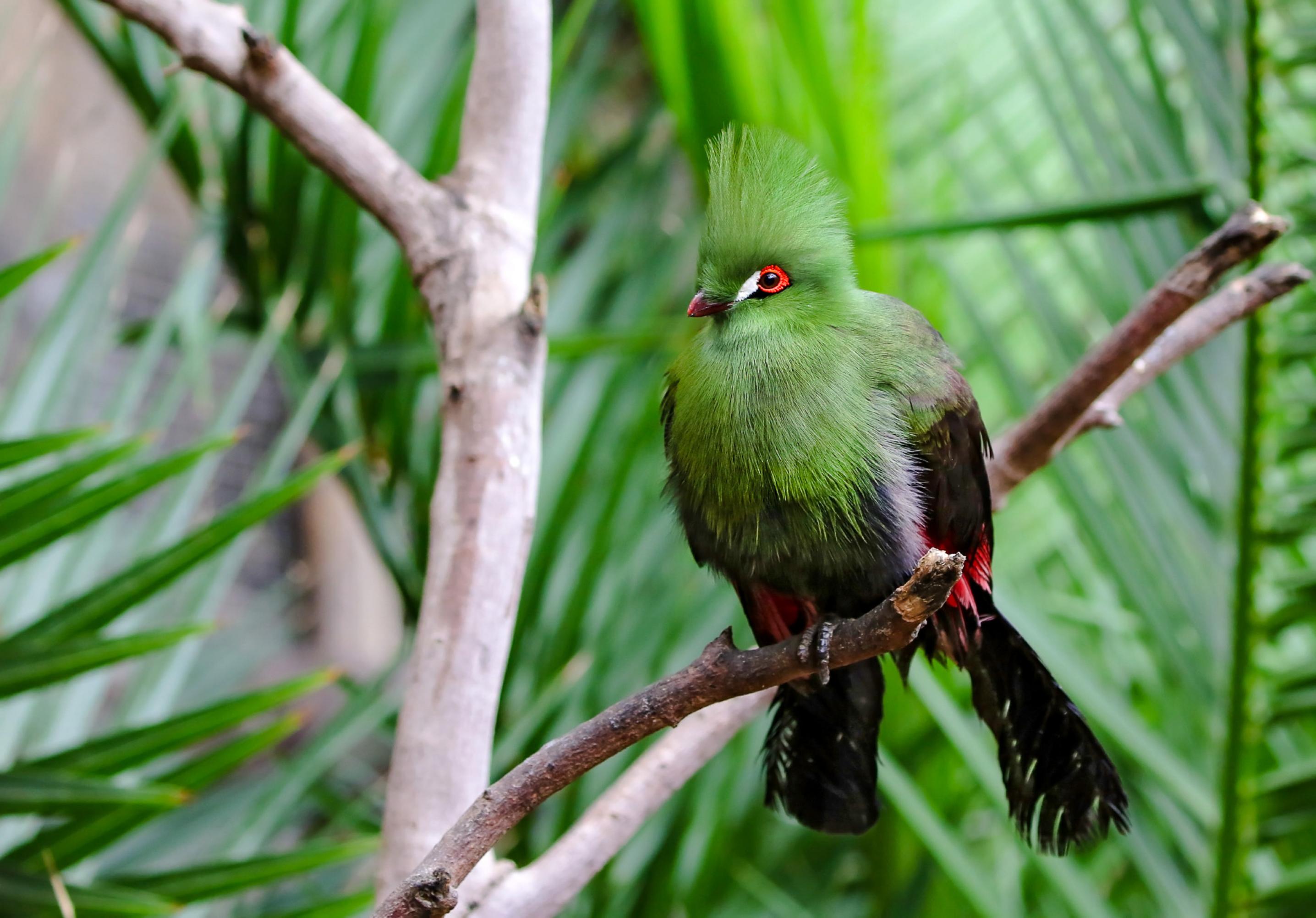 Ein Vogel mit grüner Brust und hoher grüner Haube, einem leuchtend roten Rand um die Augen und einem weißen Tränenfleck, mit schwarzen Flügeln und Schwanzfedern, sitzt auf einem Ast.
