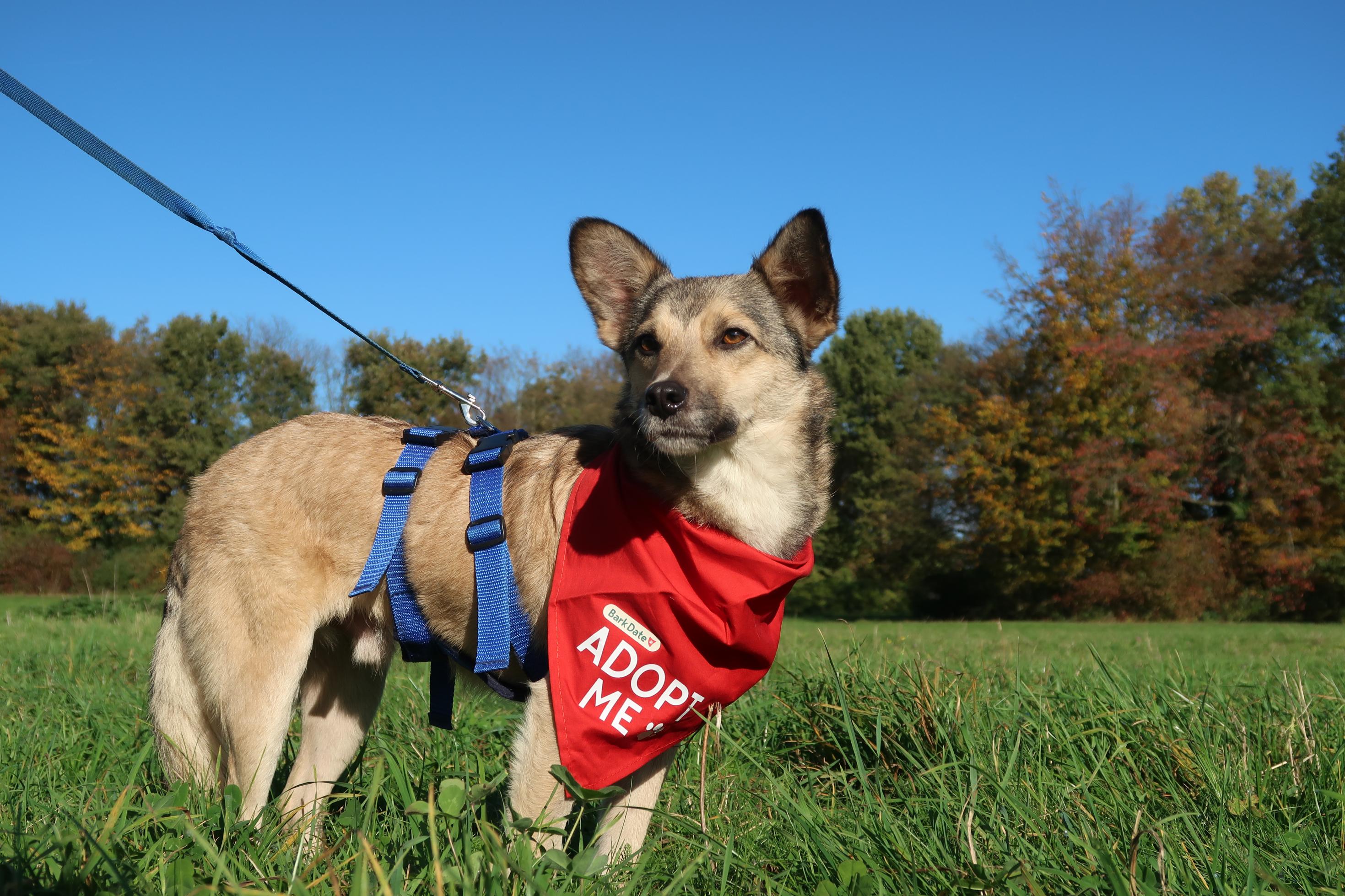 Ein kleiner Hund mit rotem Halstuch steht angeleint auf einer Wiese.