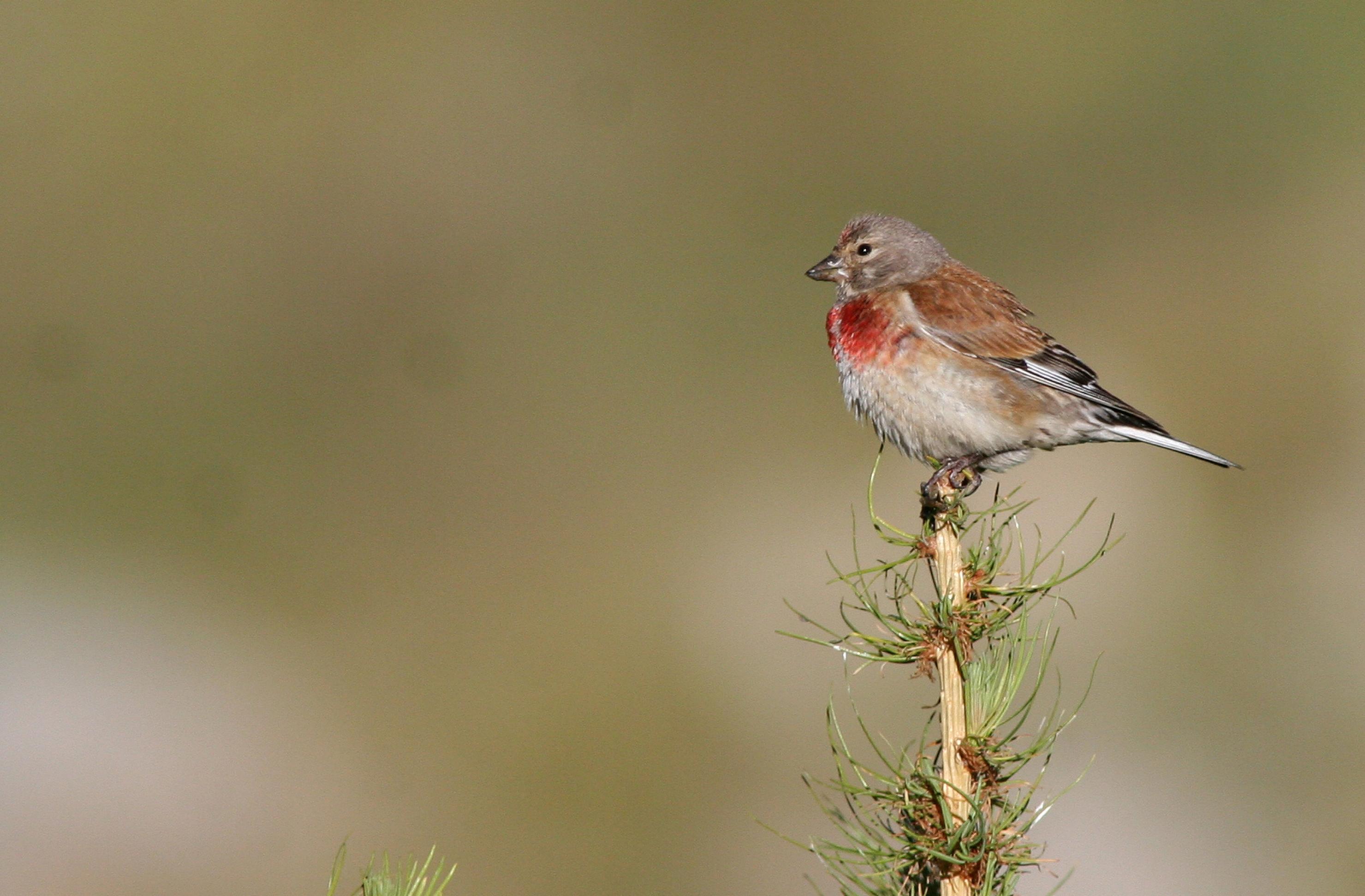 Ein Bluthänfling-Vogel.