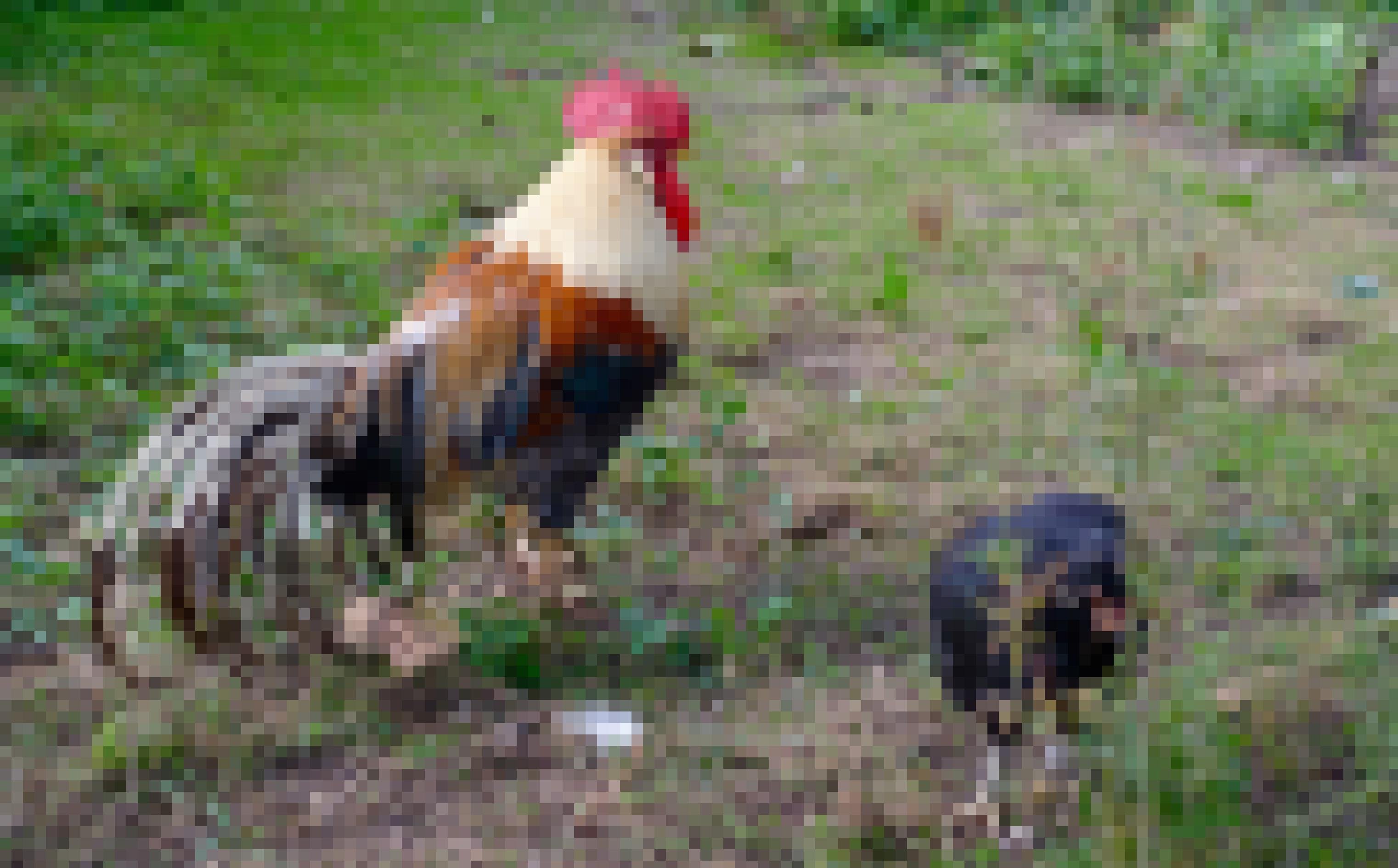 Ein Hahn und eine Henne auf einer umzäunten Wiese.