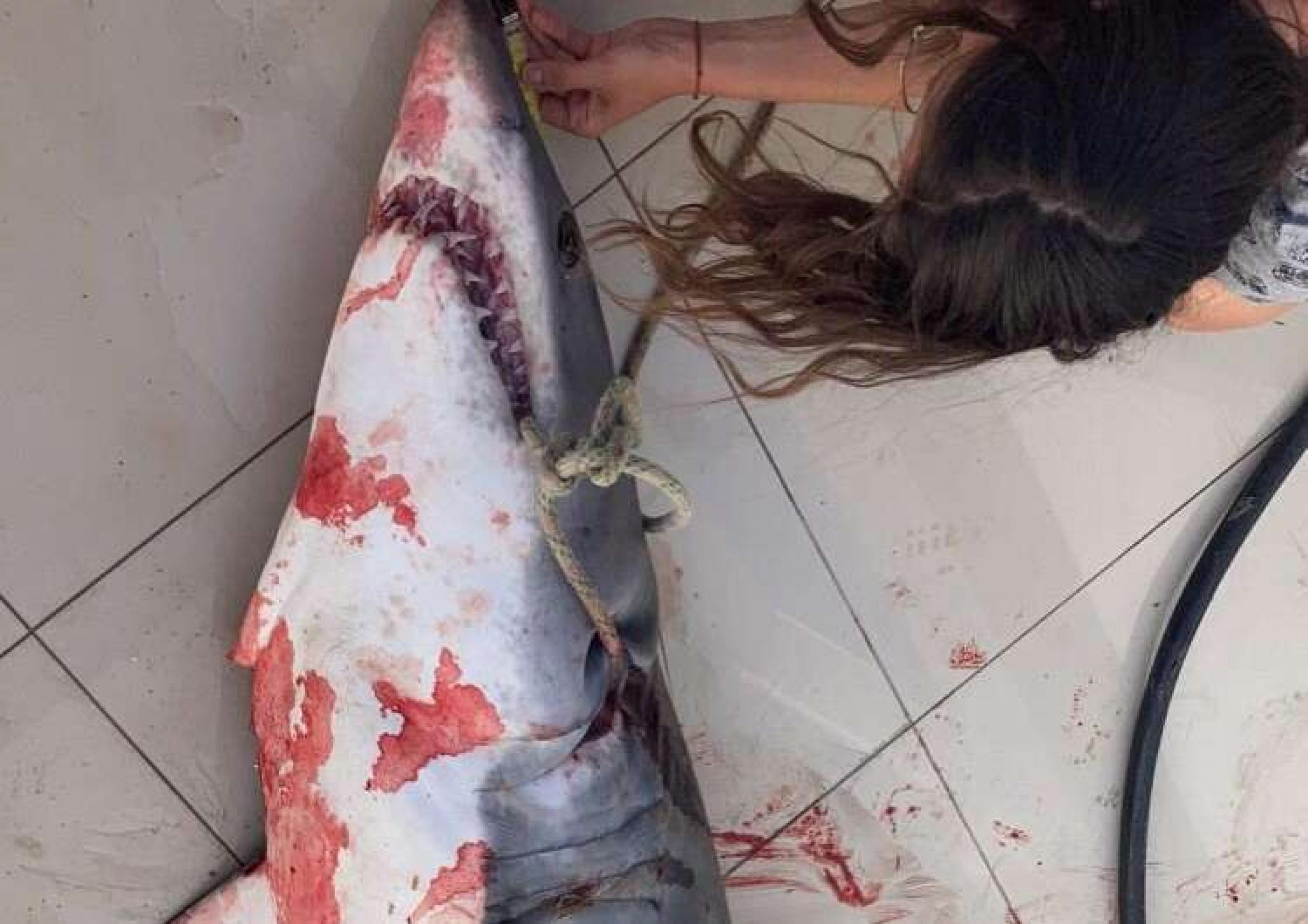 Foto eines toten und mit Blut befleckten Hais, der als Beifang endete. Eine junge Frau mit langem Haar beugt sich über das  Tier und legt ein Maßband an.