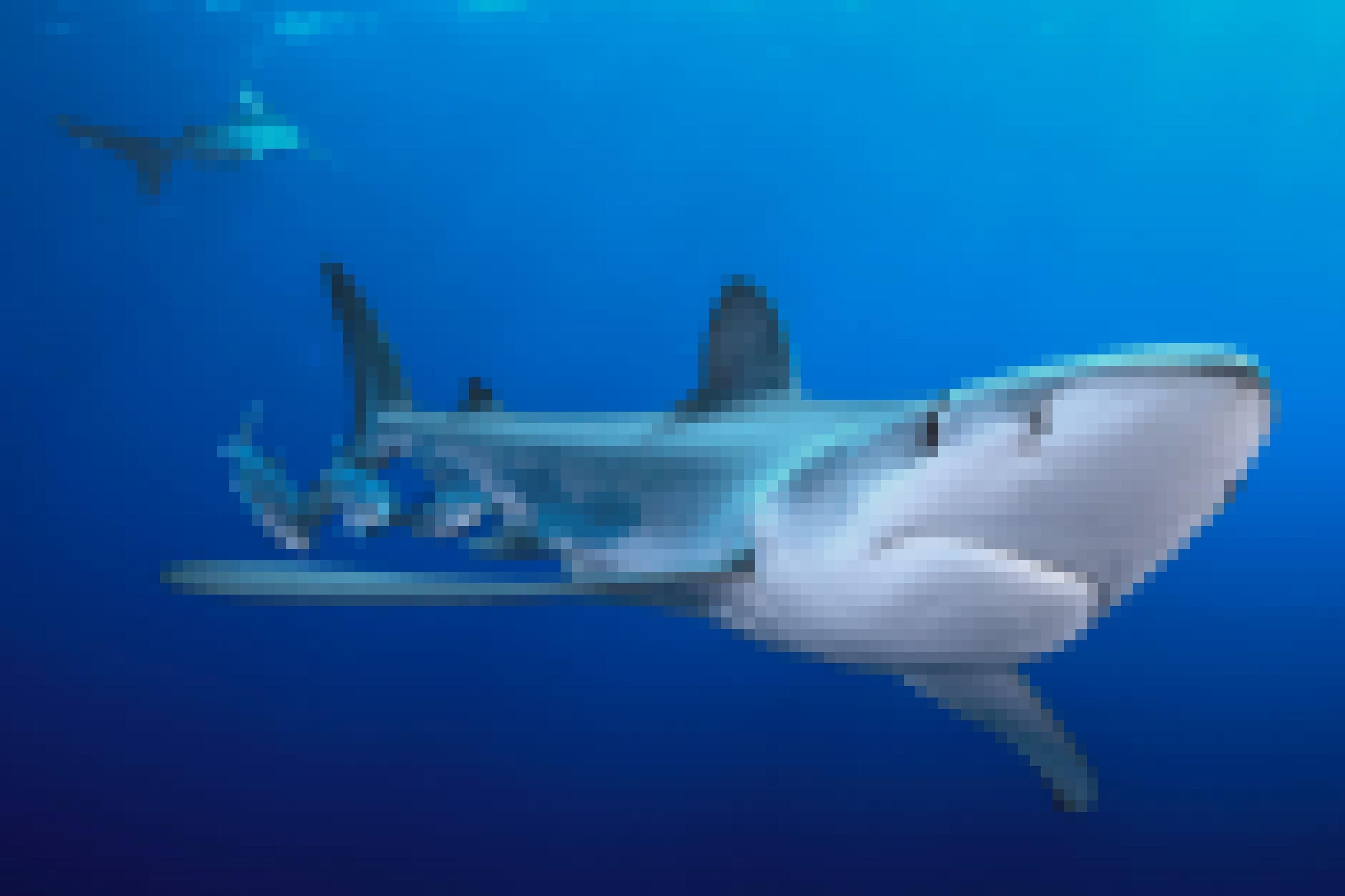 Ein weiterer Blauhai im Meer, gefolgt von kleineren Fischen. Im Hintergrund schwimmt ein zweiter Hai.