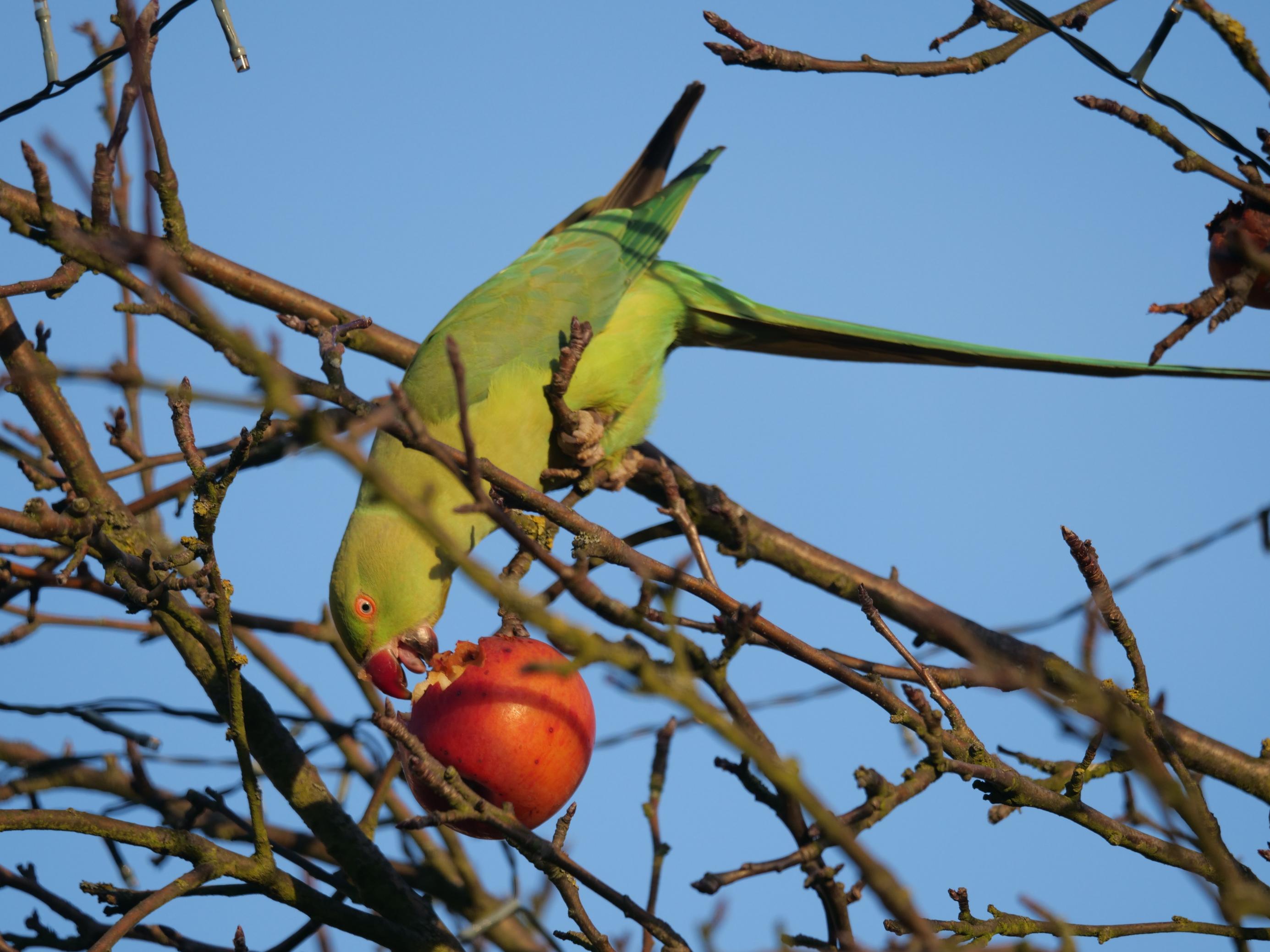 Ein Halsbandsittich sitzt auf dem Baum und knabbert einen Apfel an.