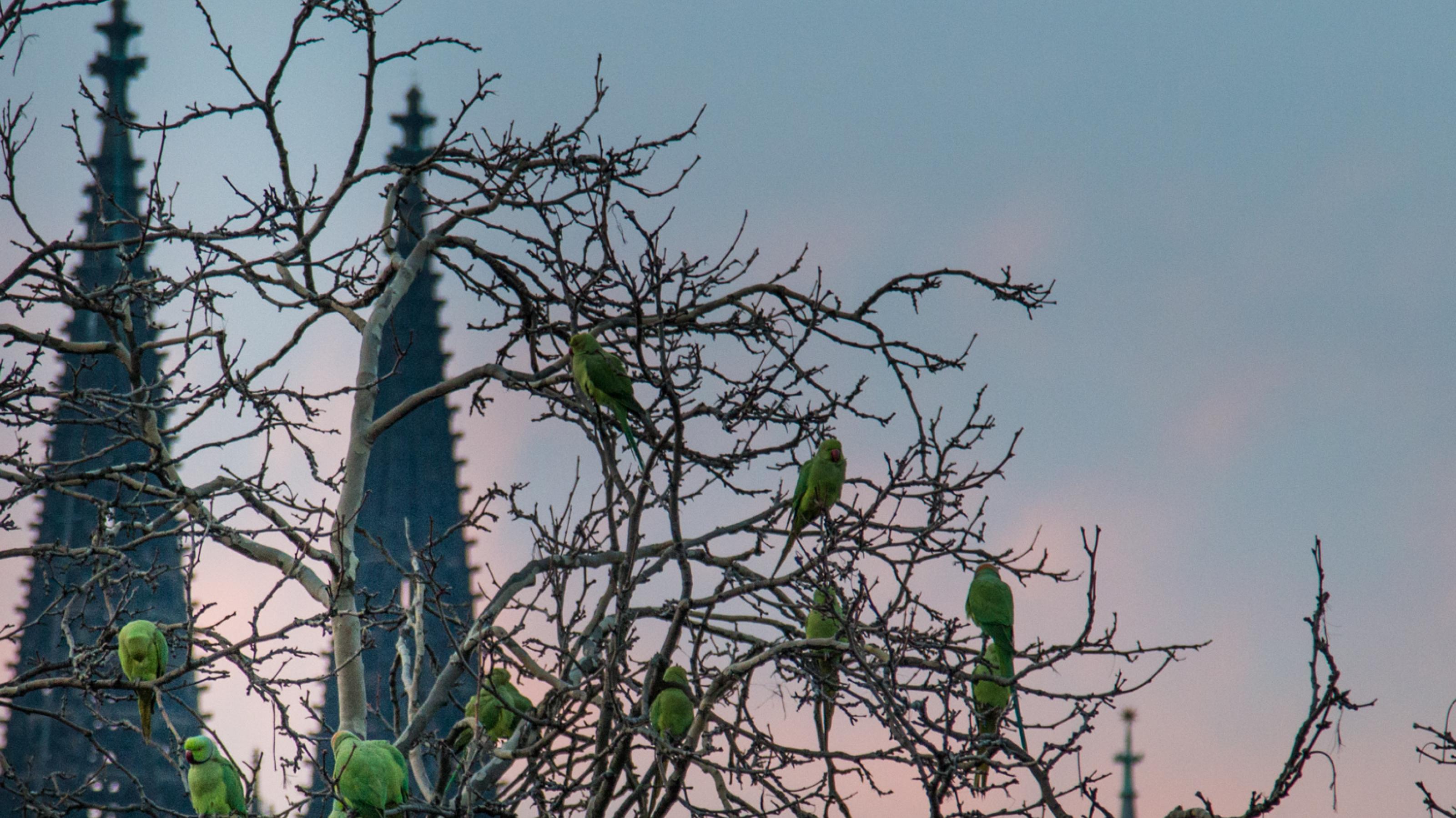 Auf einem Baum sitzt ein Schwarm Halsbandsittiche, im Hintergrund sieht man den Kölner Dom.