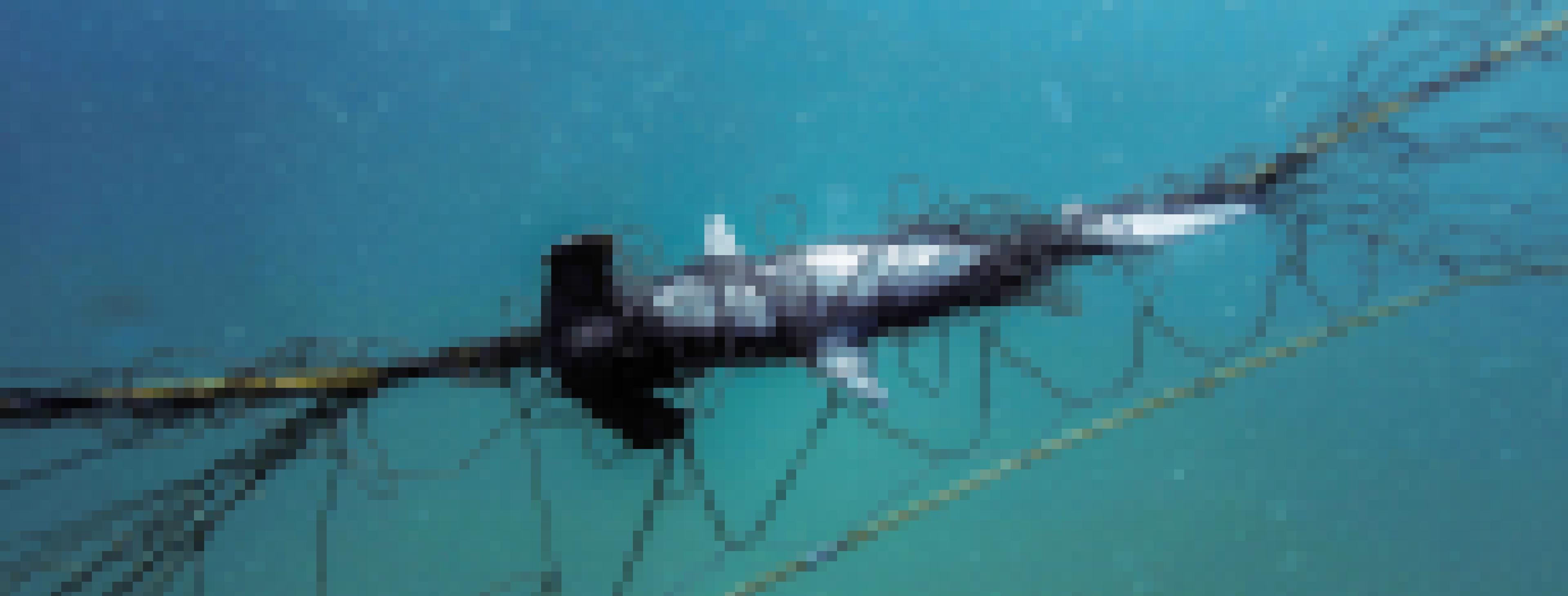 Das Foto zeigt einen jungen Hammerhai, der sich in einem Hainetz verheddert hat und starb