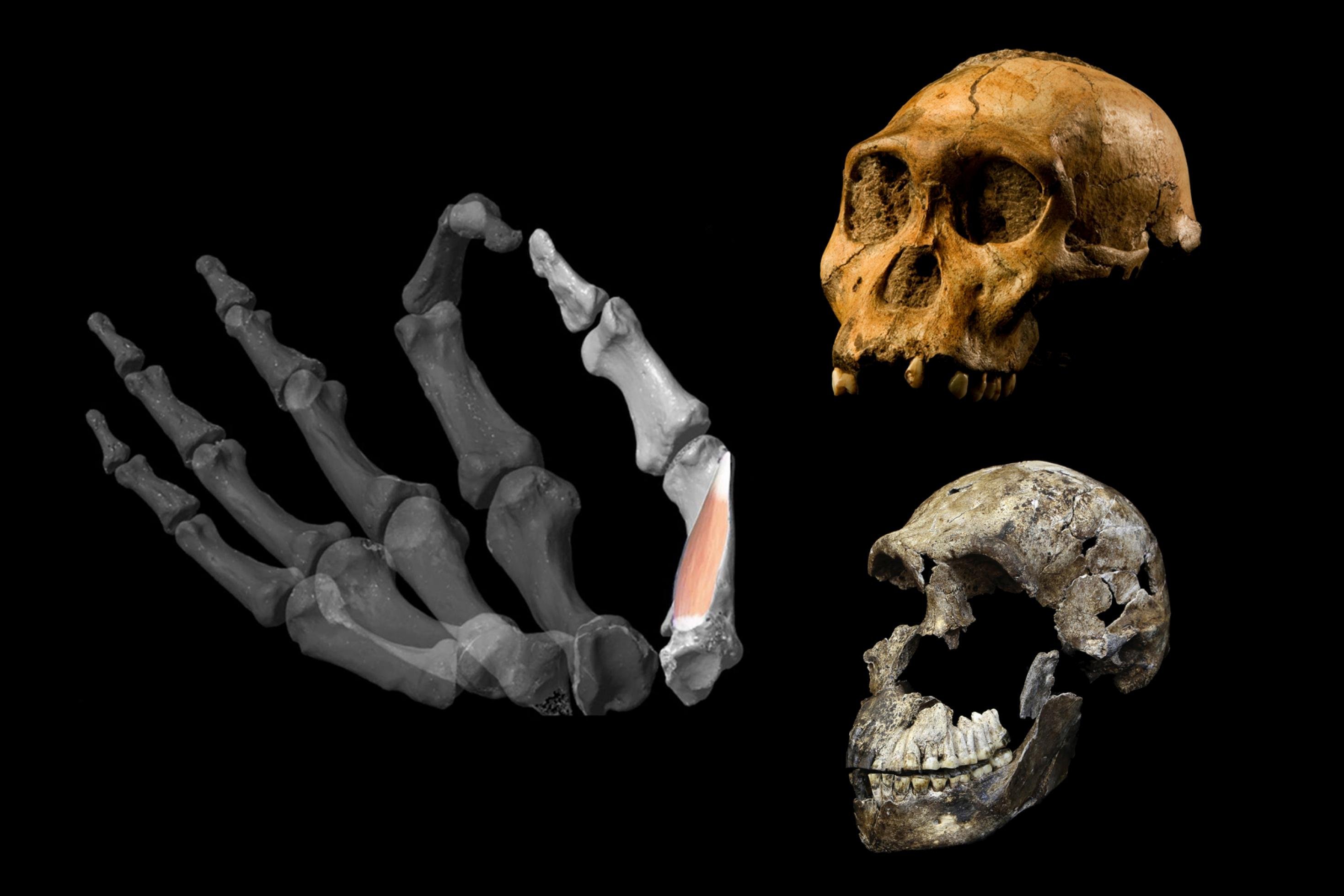 Vor schwarzem Hintergrund ist links die virtuelle Rekonstruktion der Finger einer menschlichen Hand zu sehen. Am Daumen sitzt ein kräftiger Muskel; Daumen und Zeigefinger sind zum Griff krümmt. Rechts im Bild sind übereinander zwei fossile Schädel menschlicher Ahnen abgebildet.