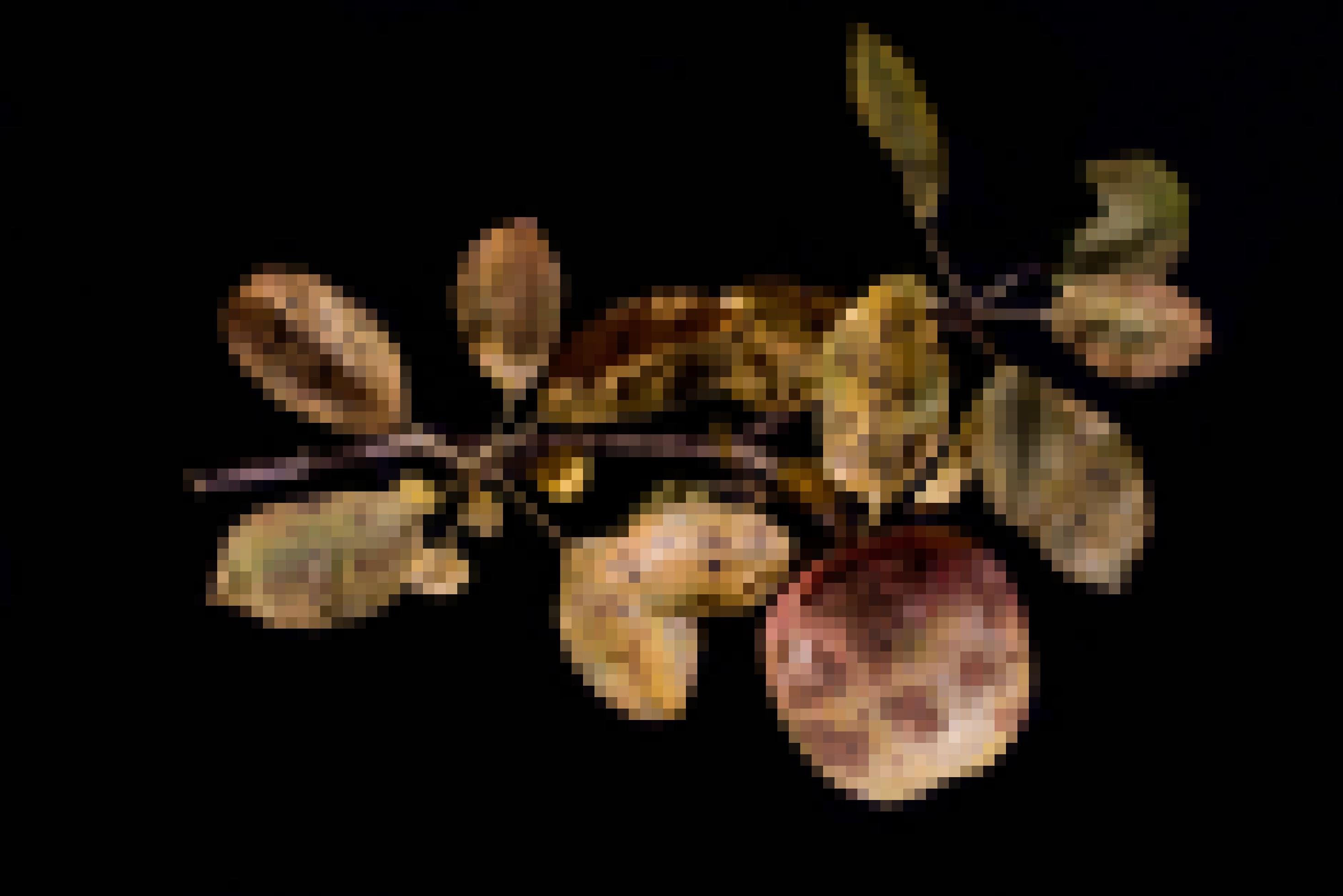 Glasmodell eines Zweigs mit Apfel, der vom krustigen Apfelschorf befallen ist.