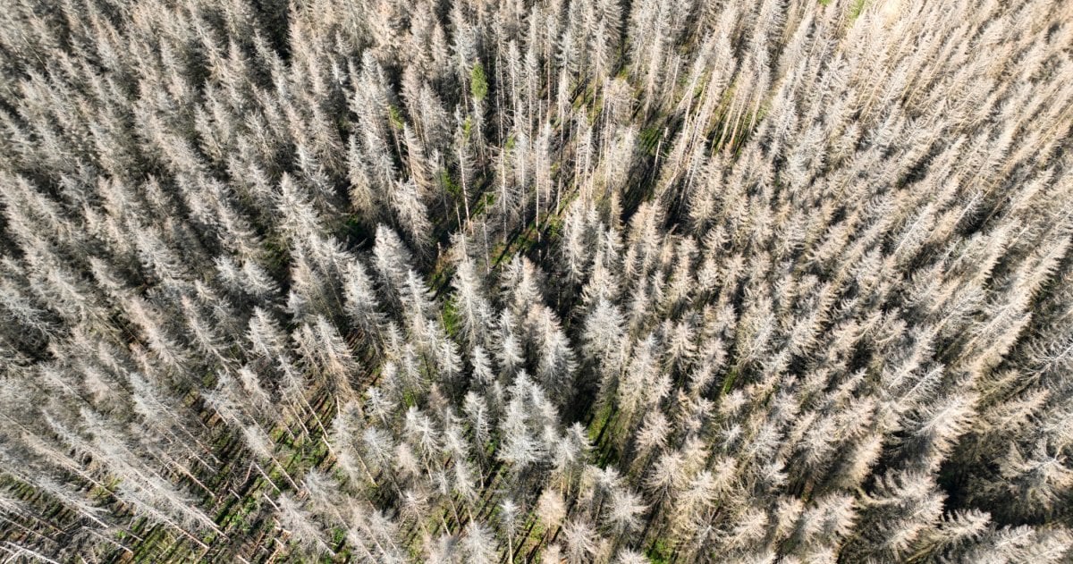 EU-Umweltbericht 2024: Europa braucht mehr Naturschutz denn je