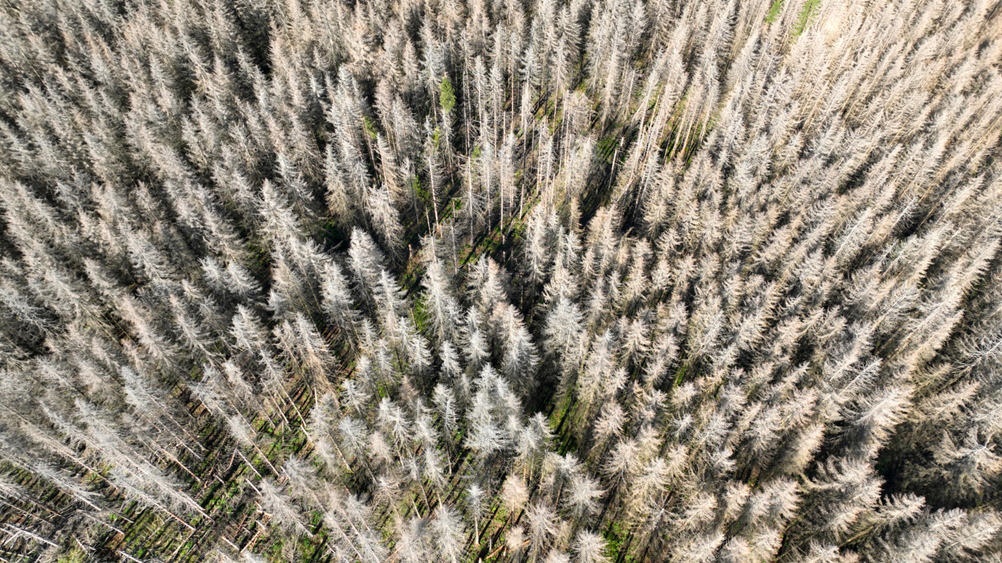 Drohnenfoto abgestorbener Fichten