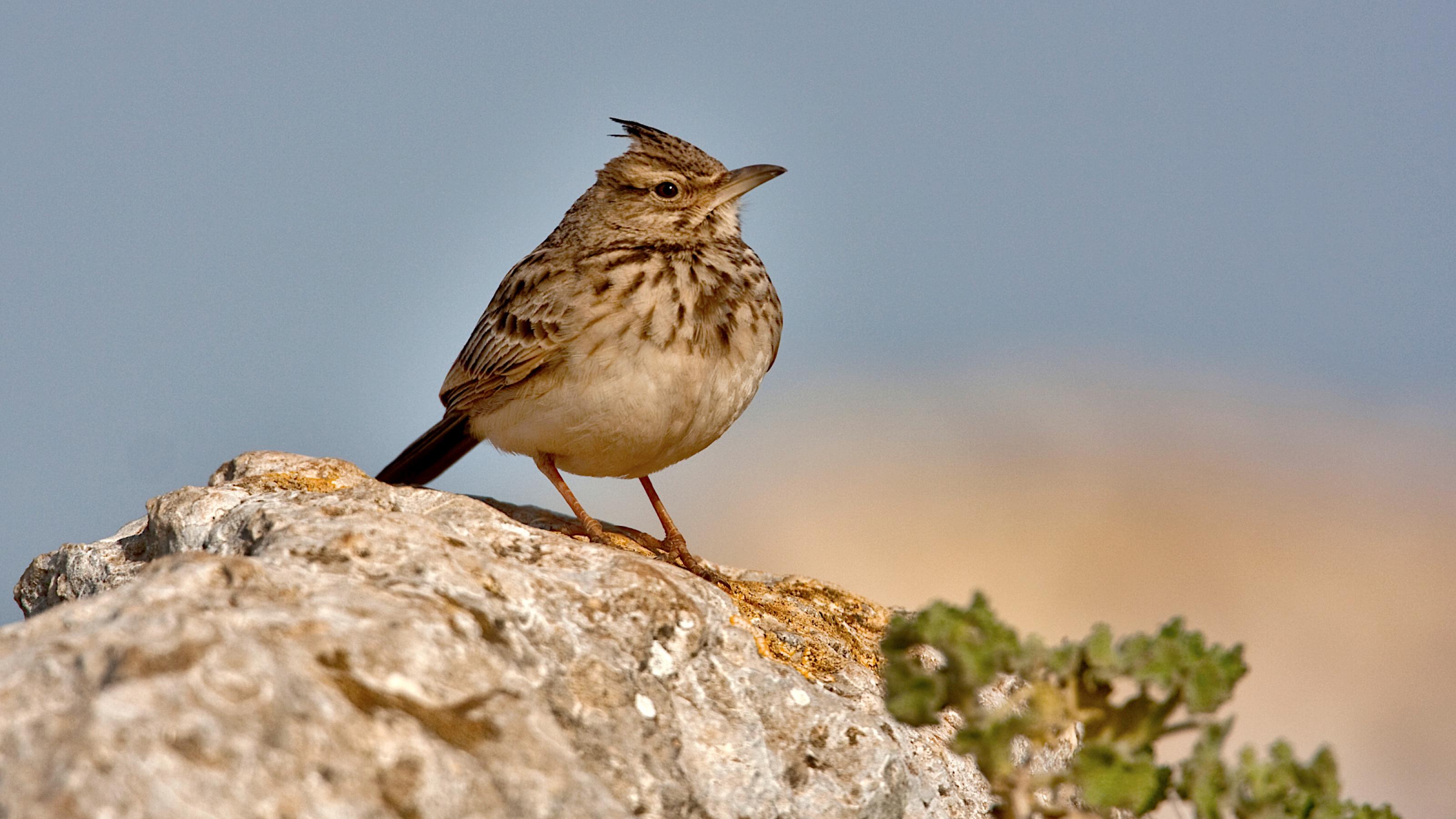 Auf einem Stein hockt ein beige-braun gesprenkelter Vogel mit kleiner, ebenfalls beige-braun gesprenkelter Kopfhaube.