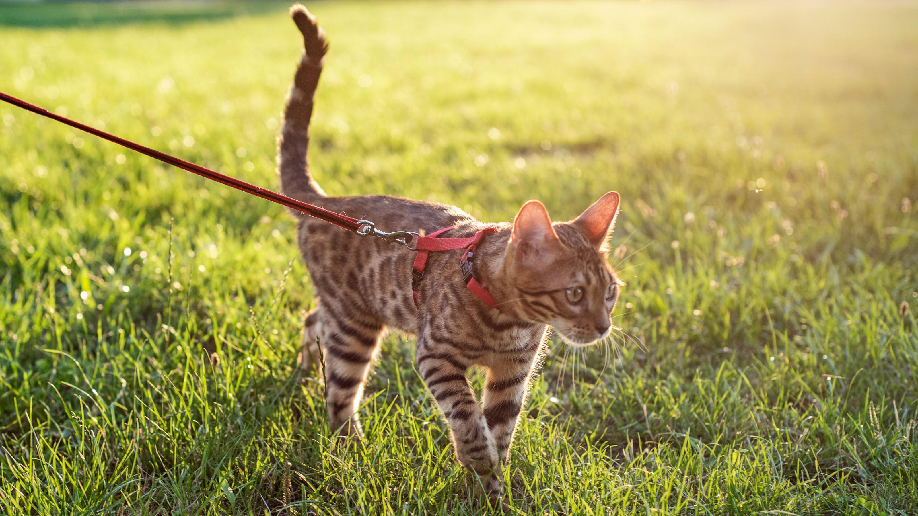 Eine Katze läuft an einer roten Leine über Rasen.