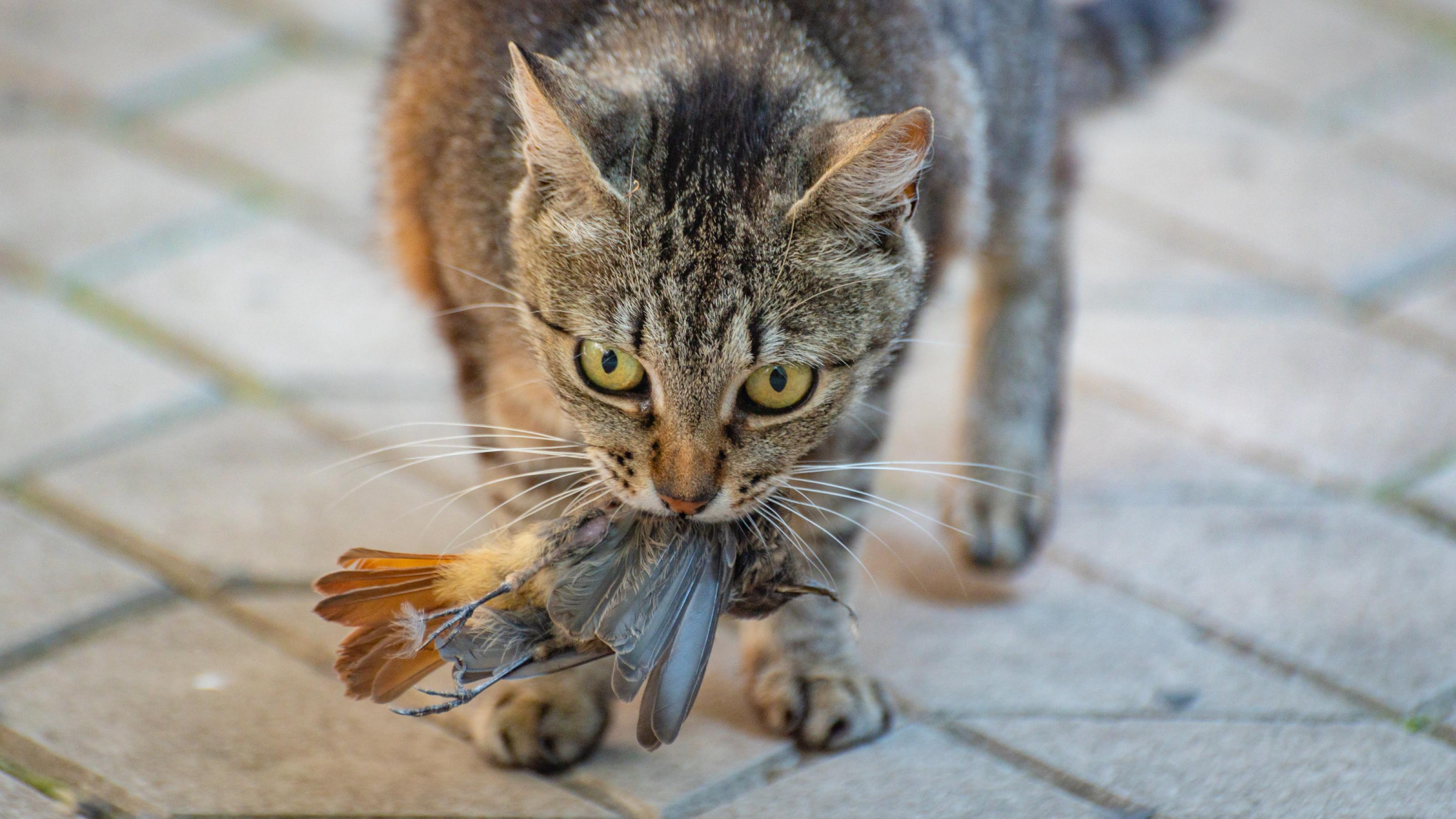 Eine graugetigerte Katze trägt einen toten Vogel mit rötlichem Schwanzgefieder im Maul.