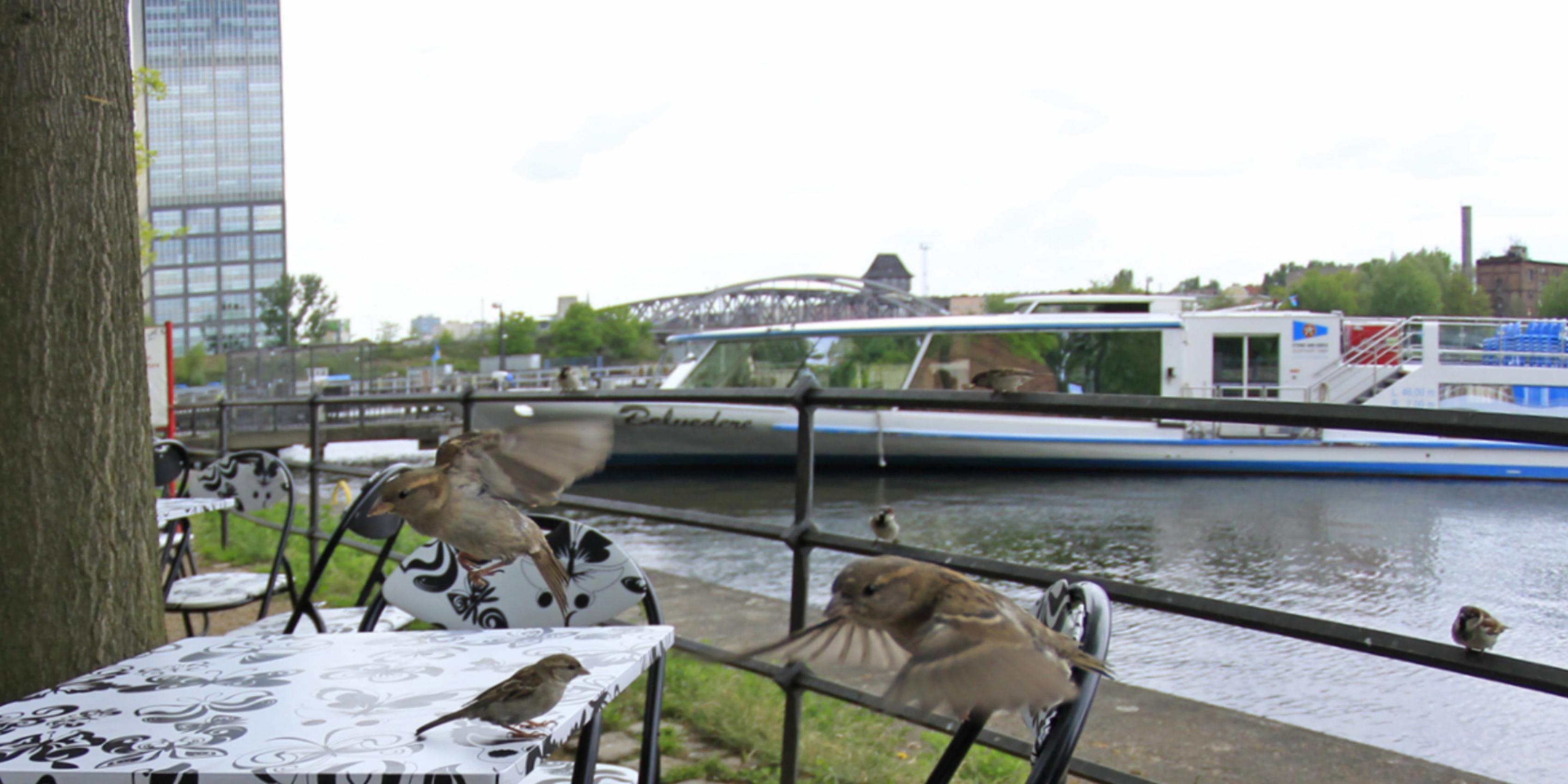 Mehrere Haussperlinge flattern auf einen Tisch am Wasser zu.