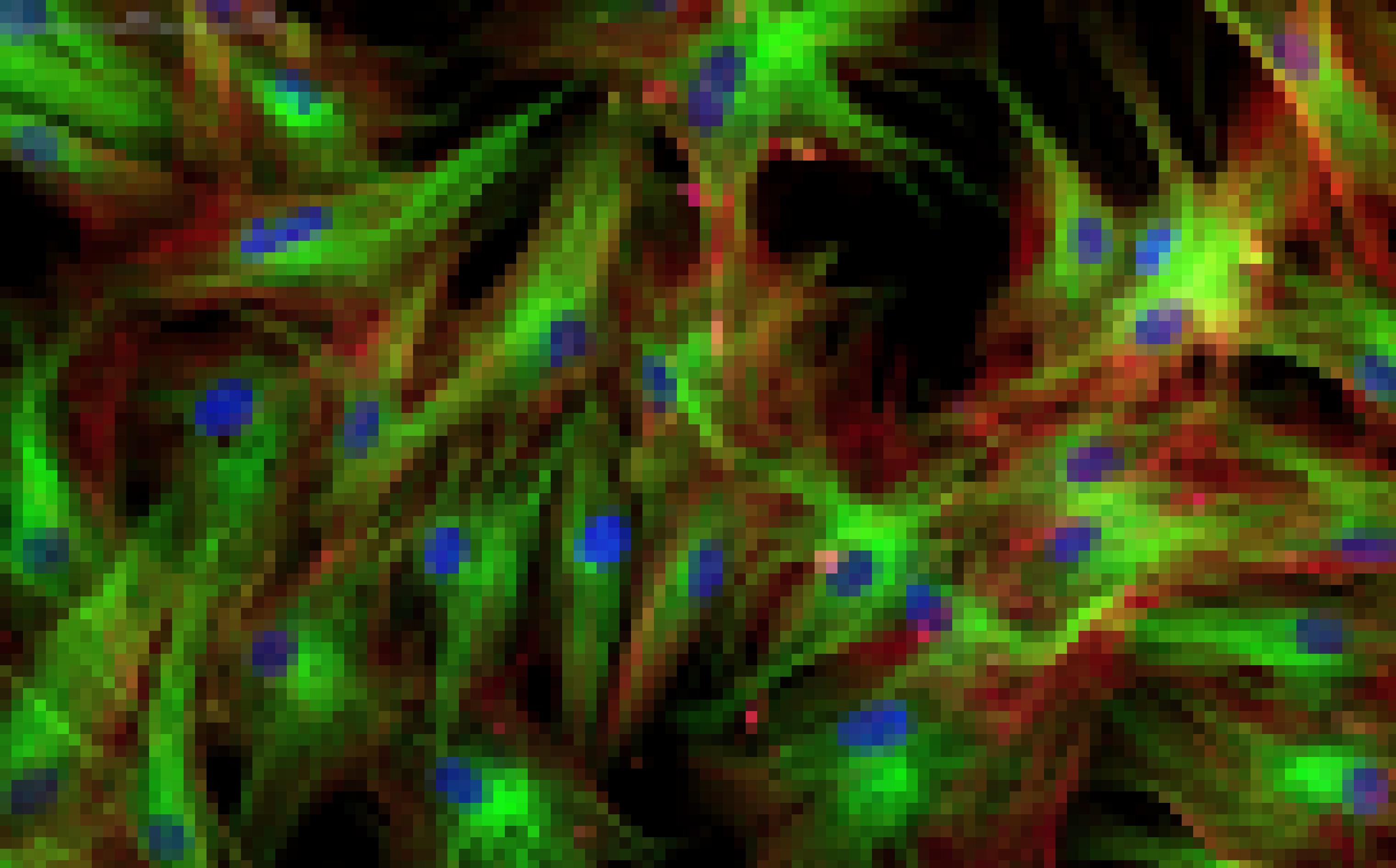 Grell blau, grün und rot schillernde spindelförmige Zellen bilden ein Netzwerk.
