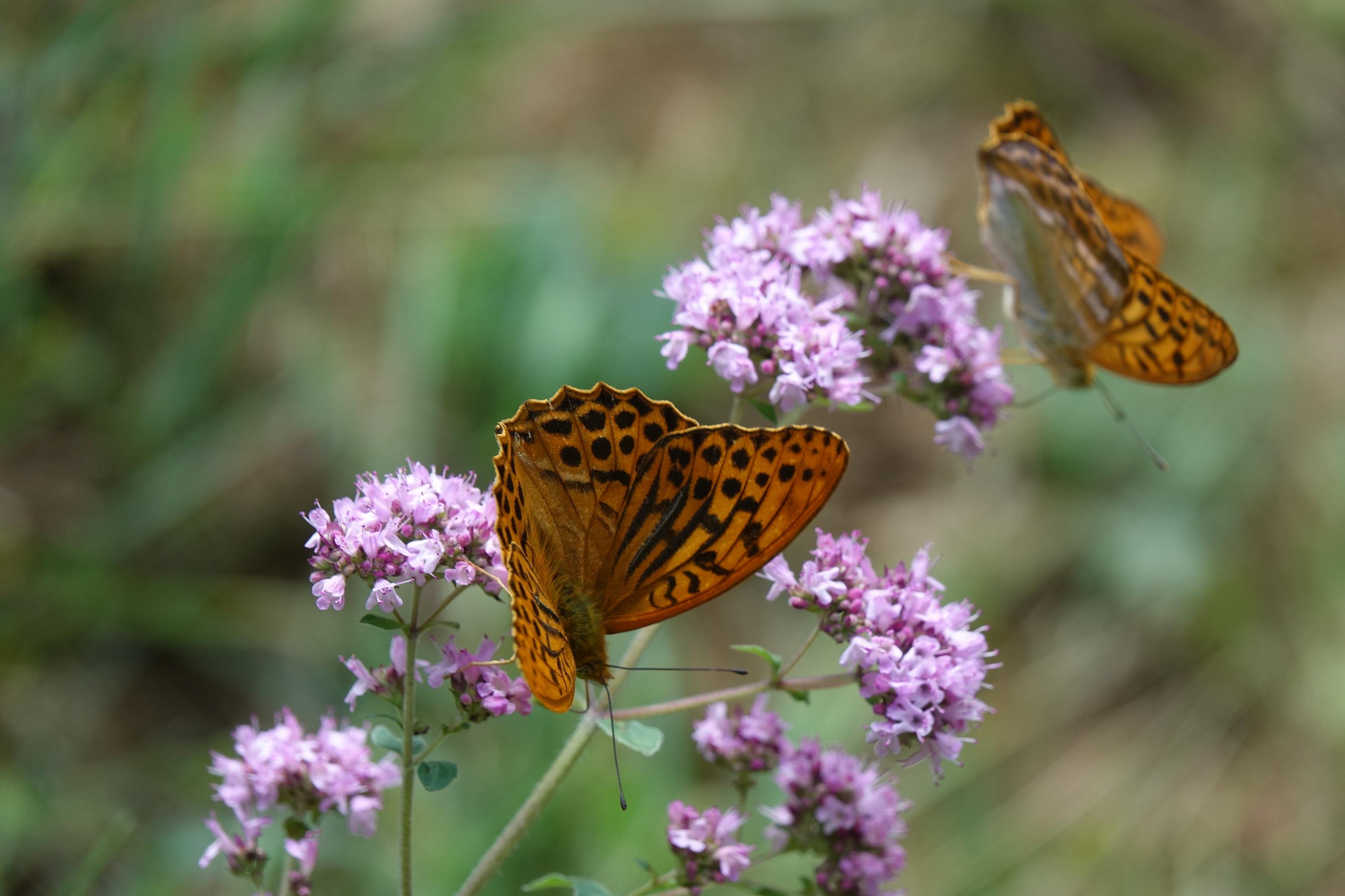 Zwei orange-braune Schmetterlinge auf einer rosafarbenen Thymianblüte.