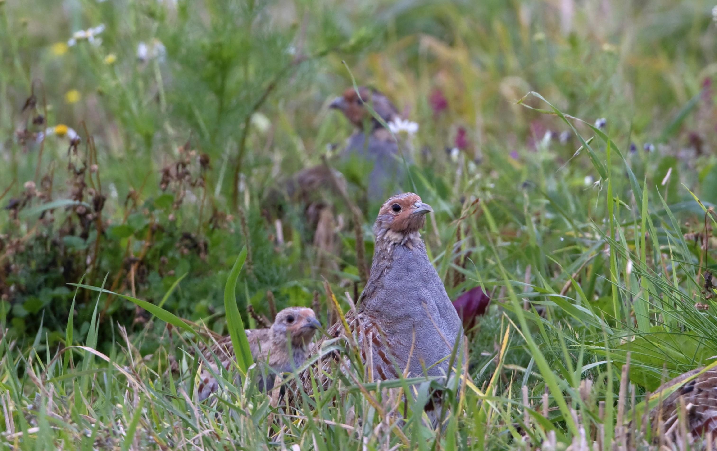 Eine Rebhuhnfamilie mit Jungtier versteckt sich im Gras.