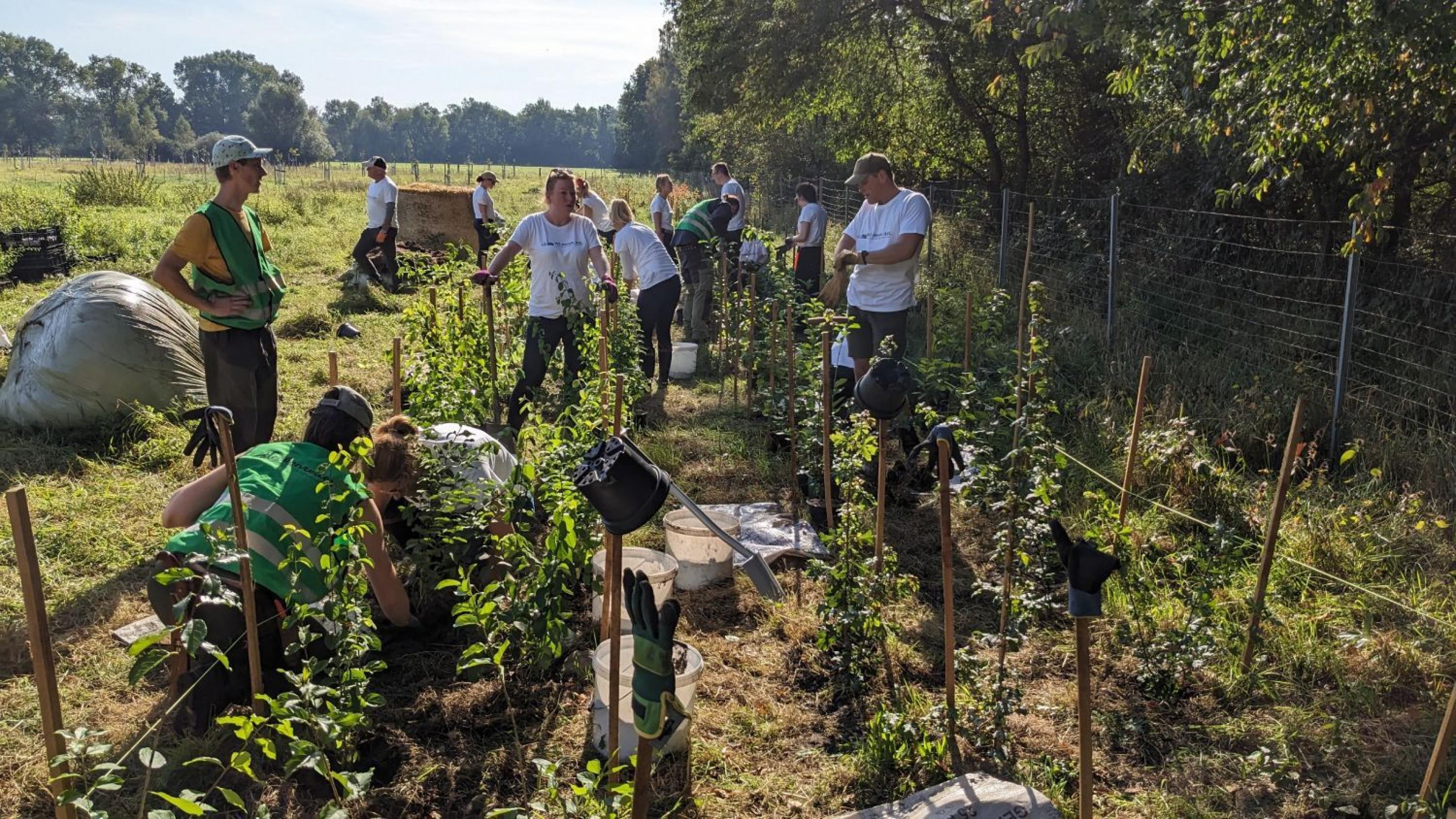 Entlang eines Waldrands pflanzen junge Menschen eine Hecke.