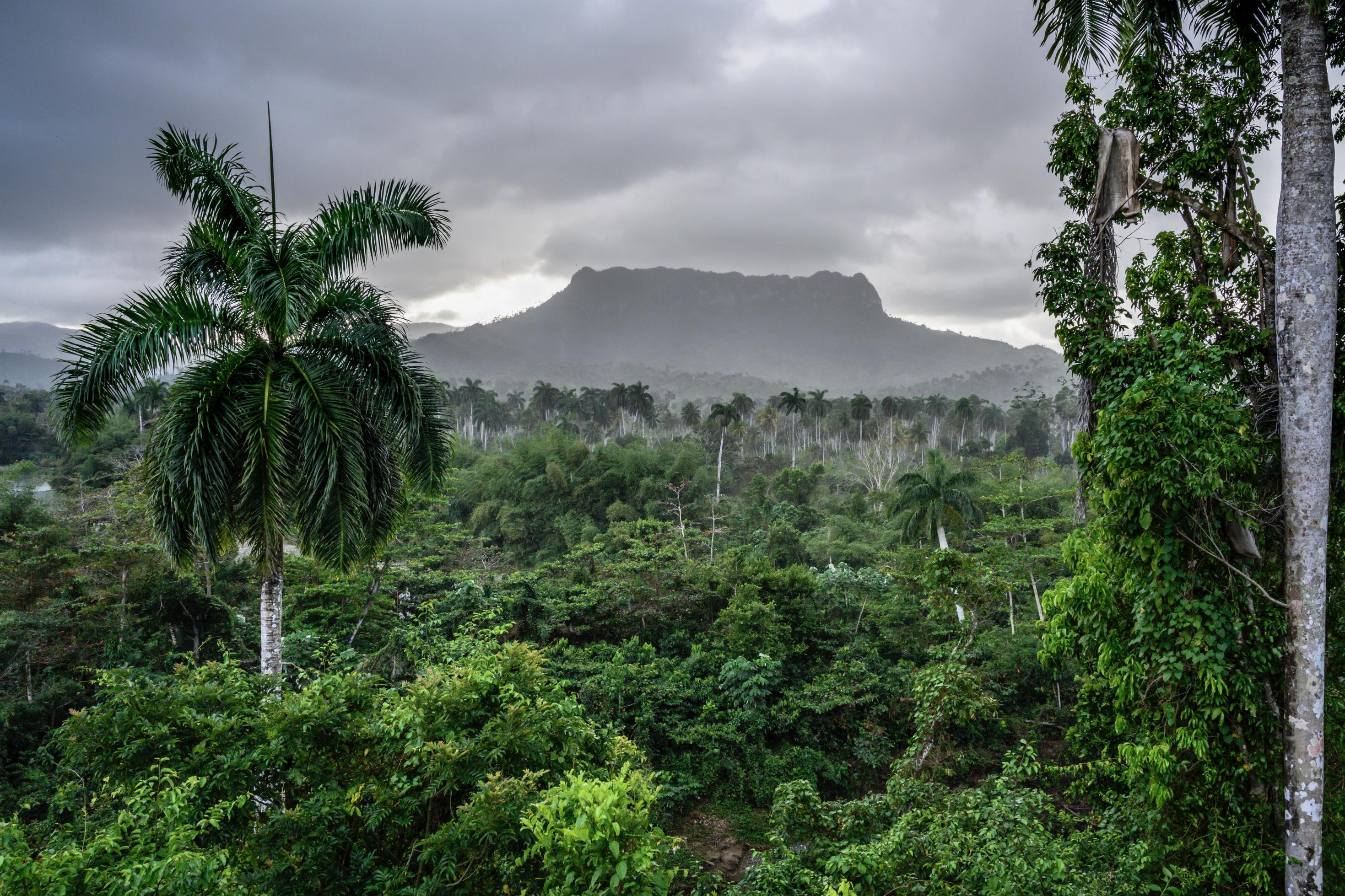 Blick auf einen quadratischen Berg, „El Yunque“ über dem graue Wolken hängen. Davor ein undurchdringliches Grün aus Sträuchern und Bäumen.